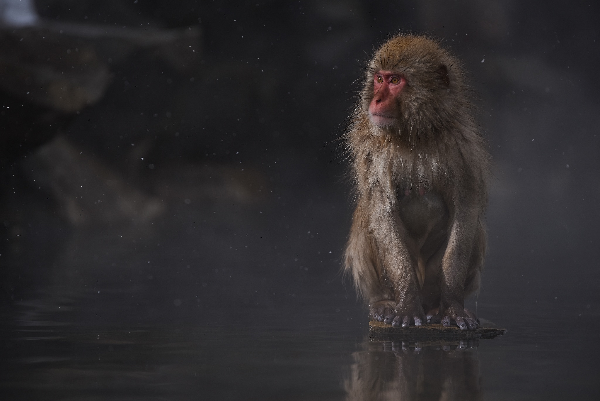 Japanese Macaque Monkey Primate Wildlife Reflection 2048x1367