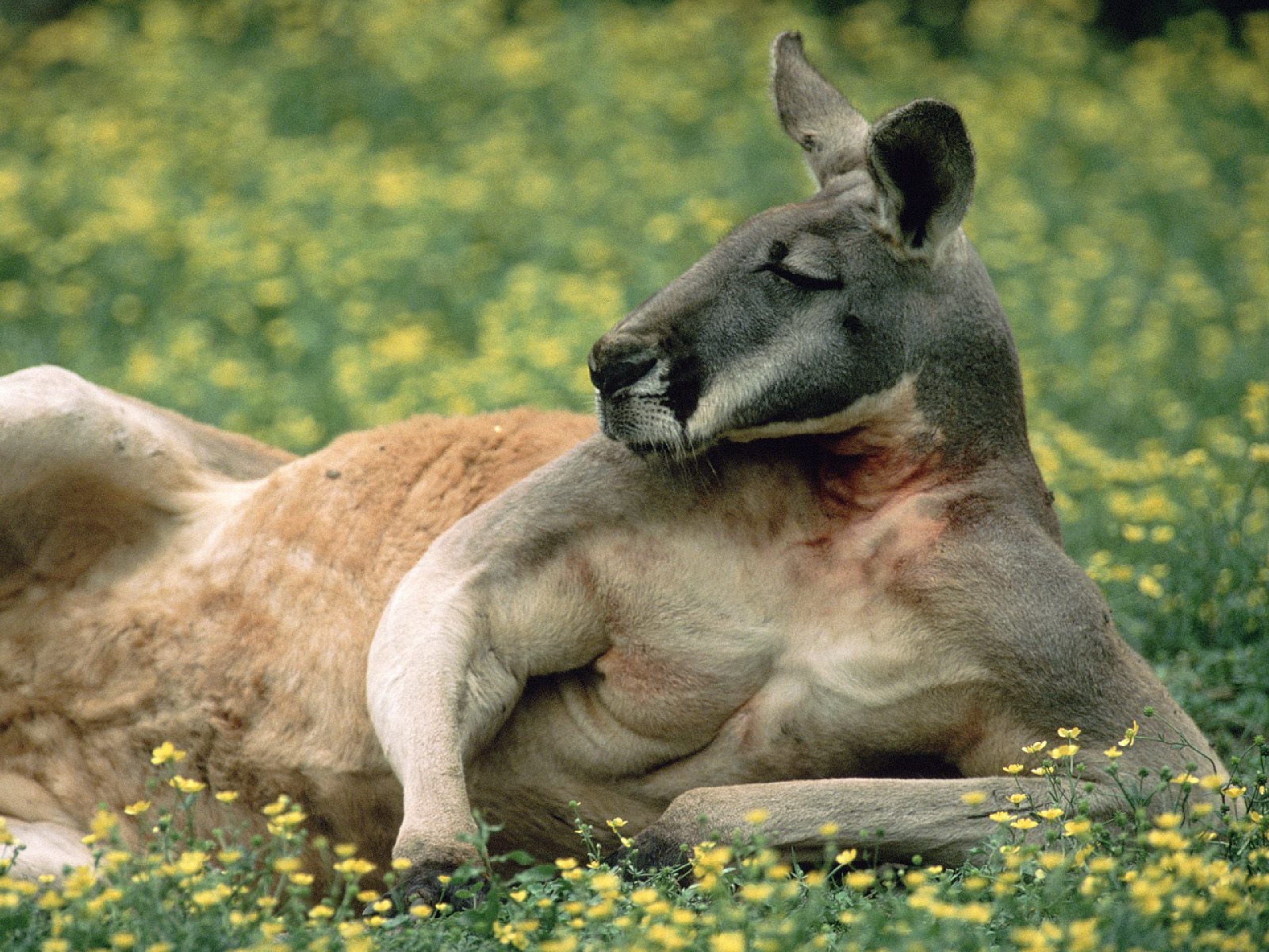 Animal Kangaroo 2560x1920