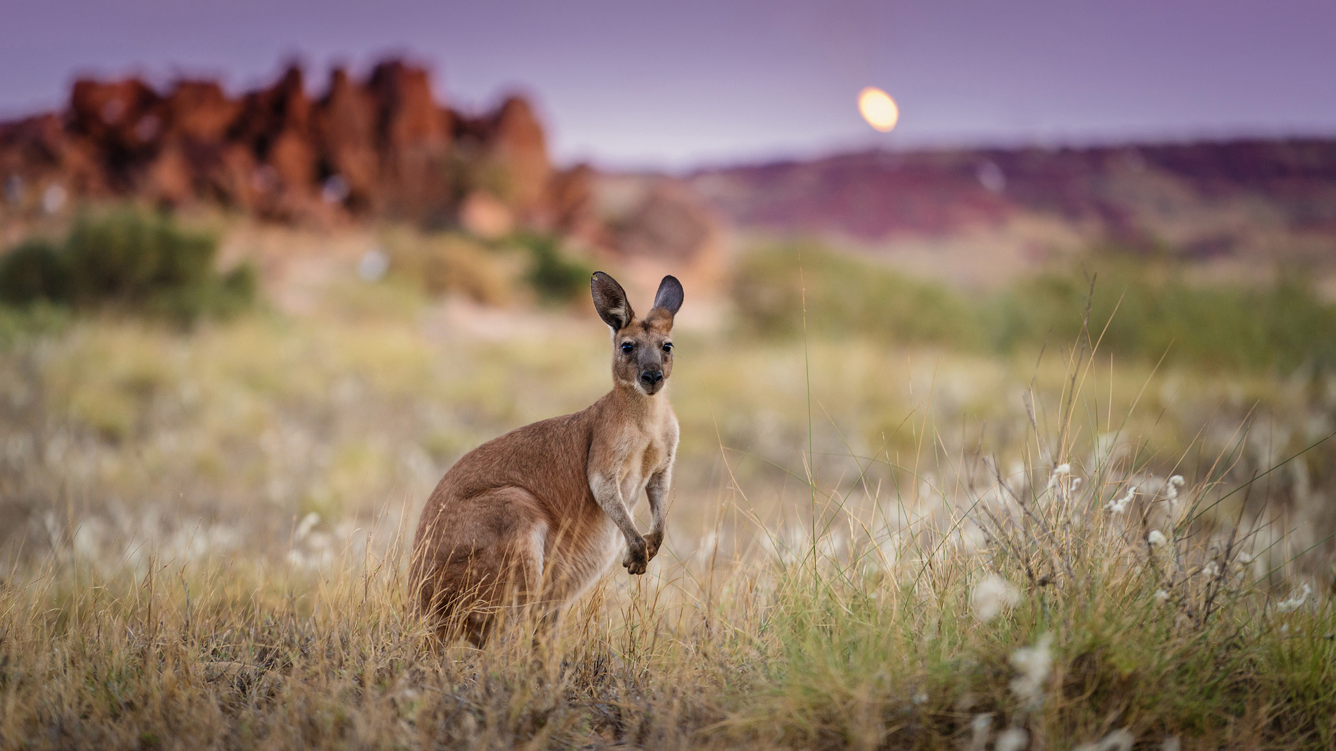Australia Blur Kangaroo Marsupial 1920x1080