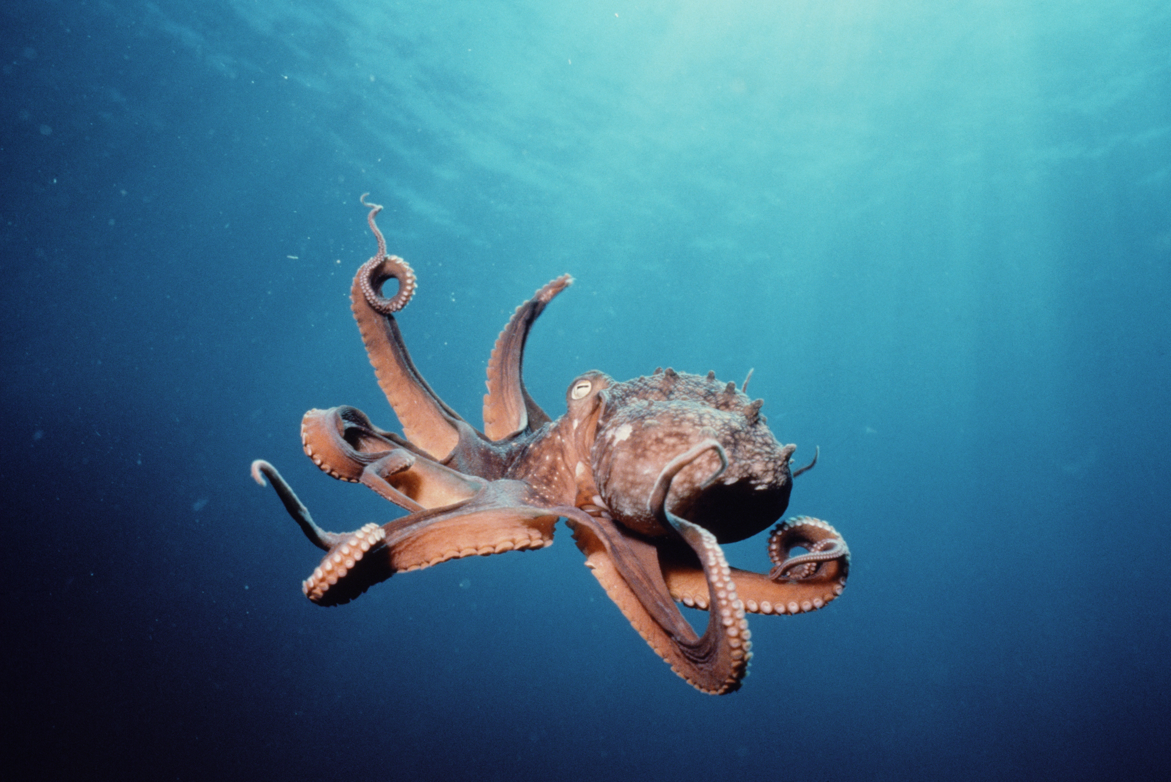 Octopus 2400x1603