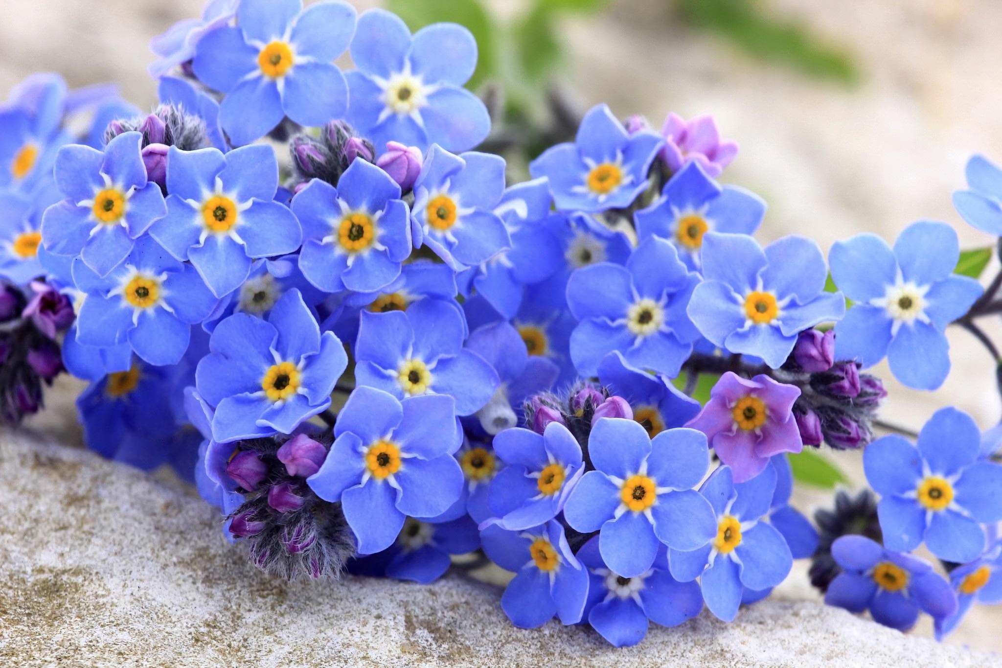 Earth Flower Forget Me Not Blue Flower 2048x1365