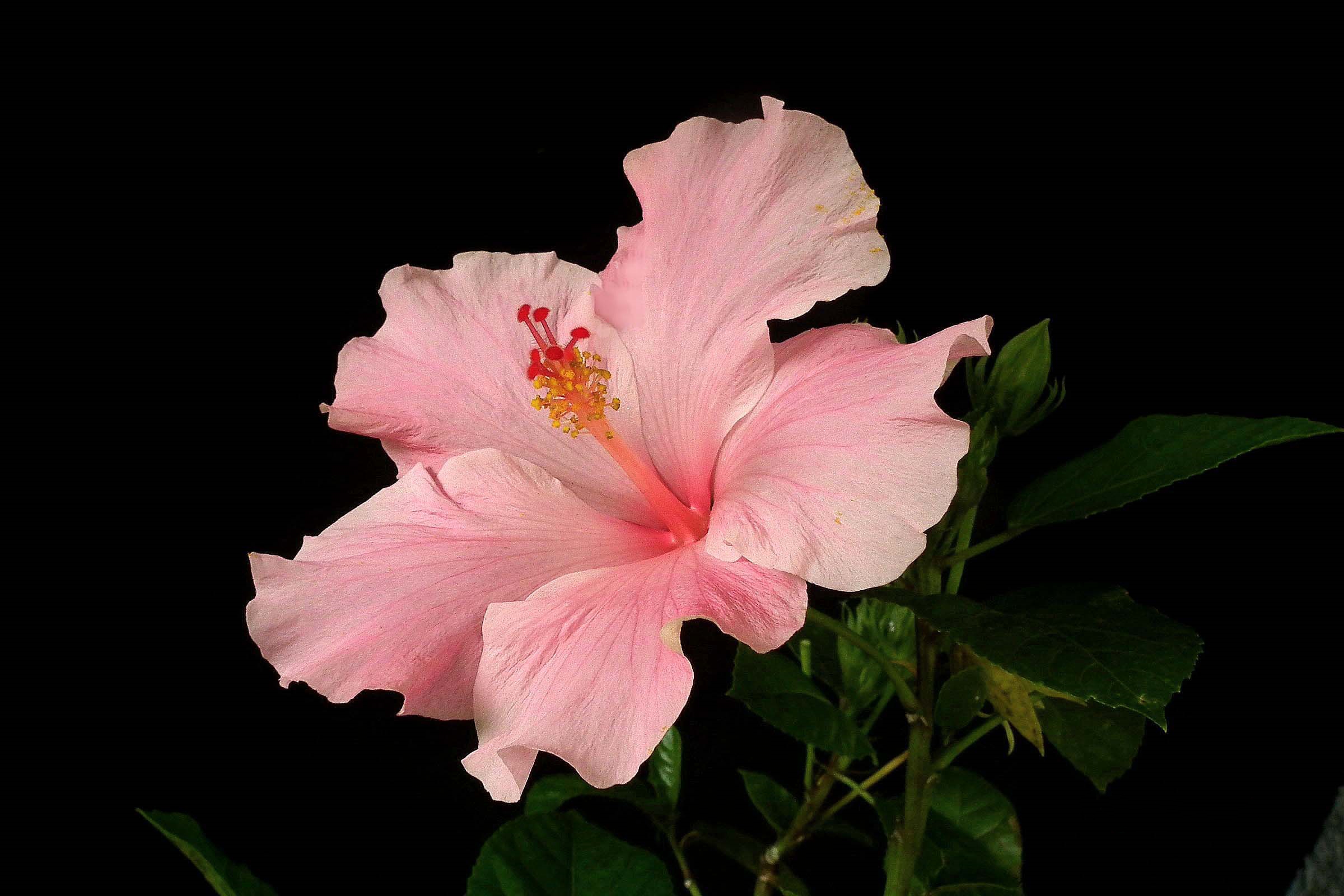 Earth Flower Hibiscus Pink Flower 2400x1600
