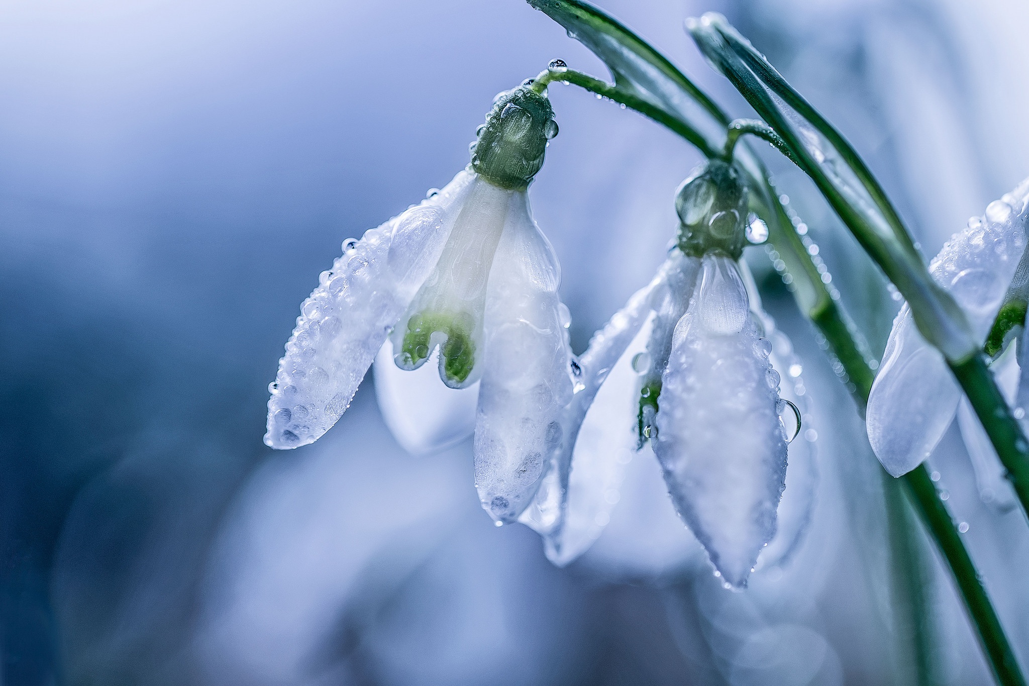 Snowdrop Flower White Flower Nature Macro Dew Drop 2048x1365