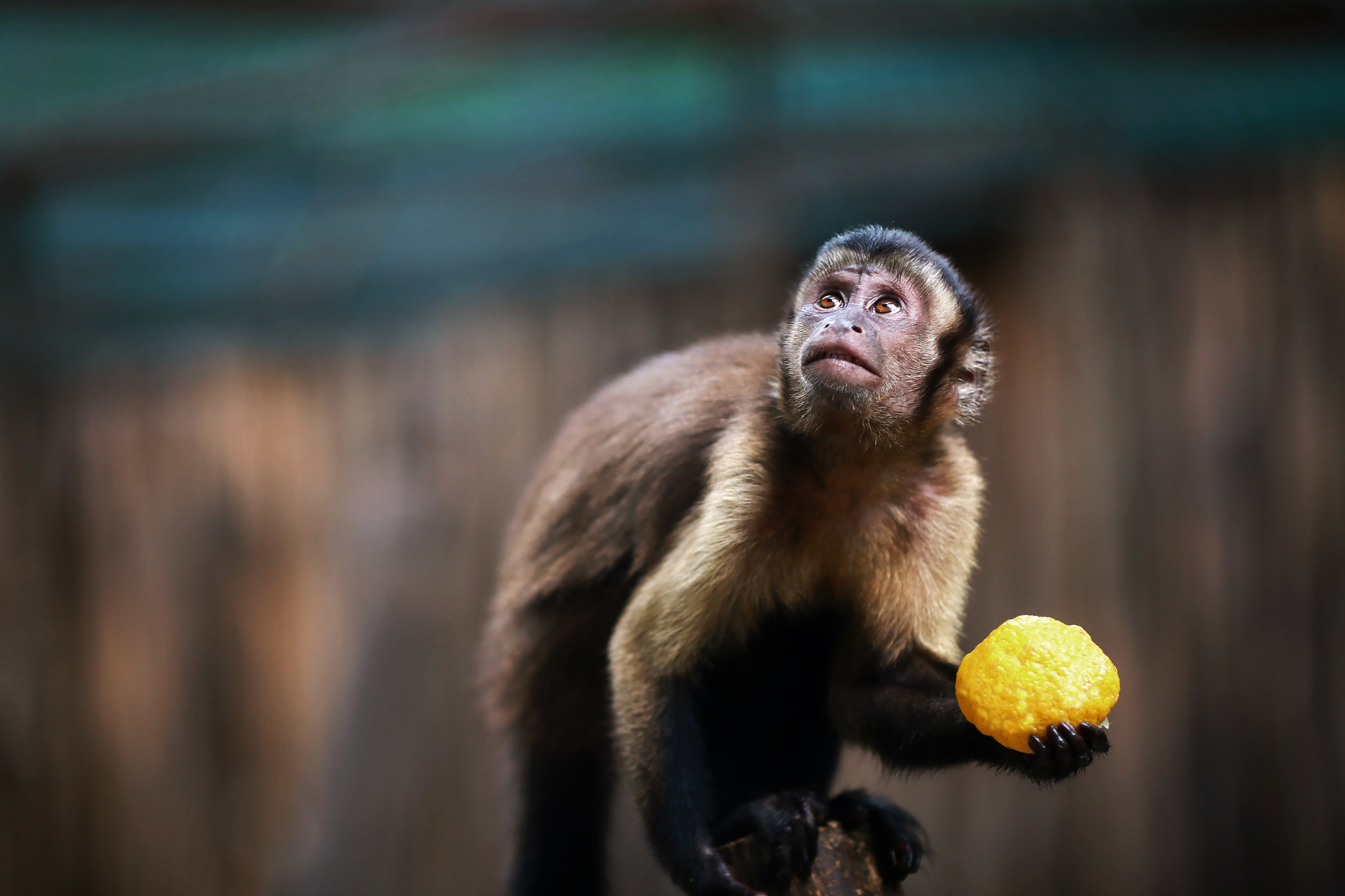 Capuchin 2048x1365