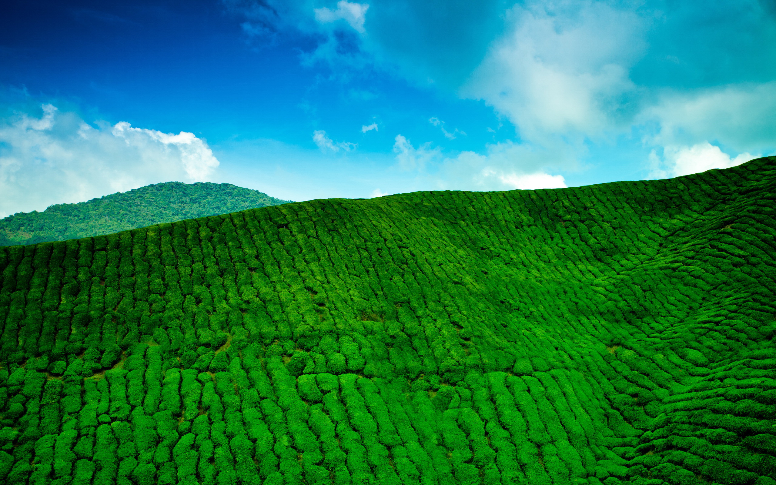 Man Made Tea Plantation 2560x1600