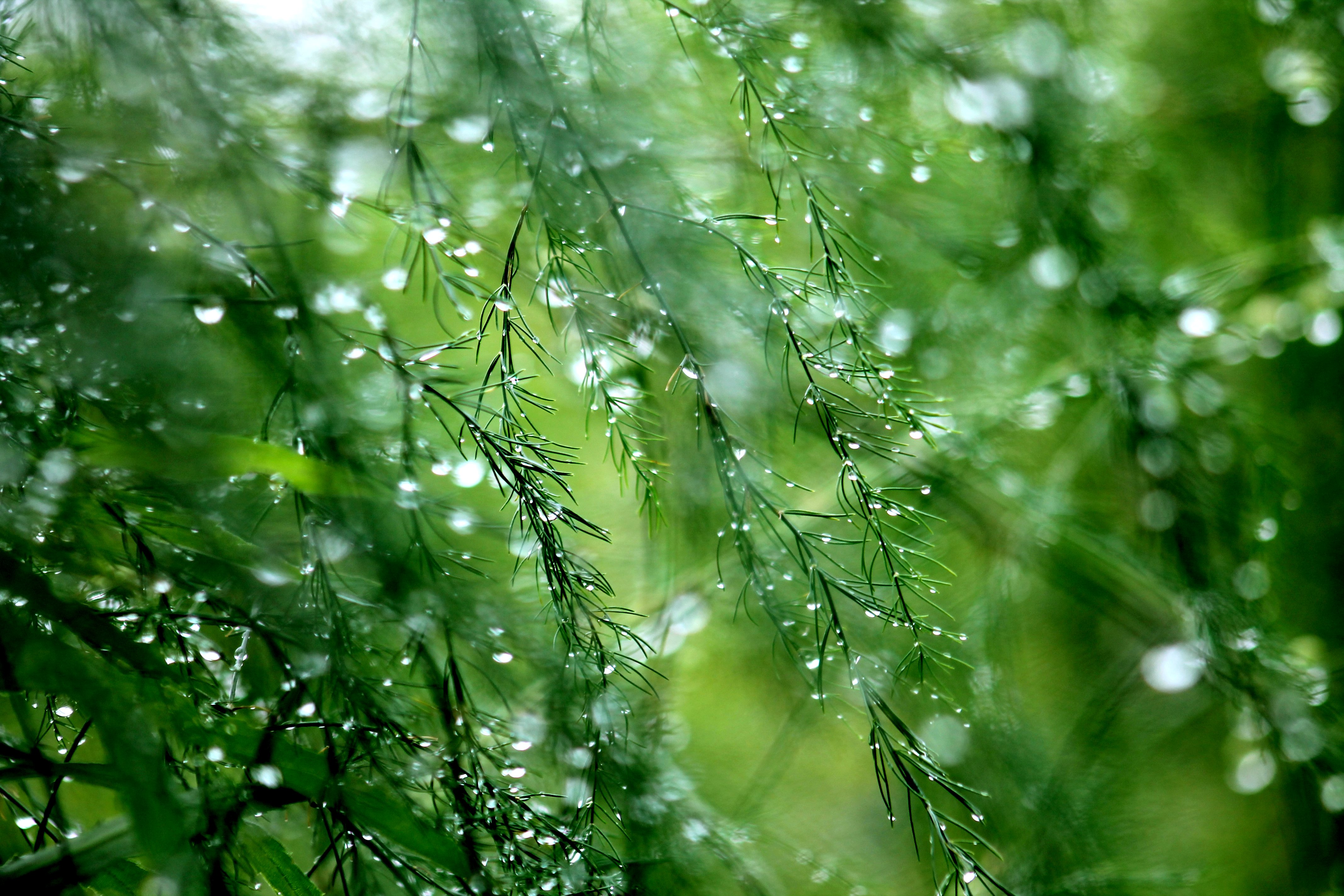 Свежесть росы. Природа дождь. Зелень после дождя. Лес после дождя. Роса на траве.