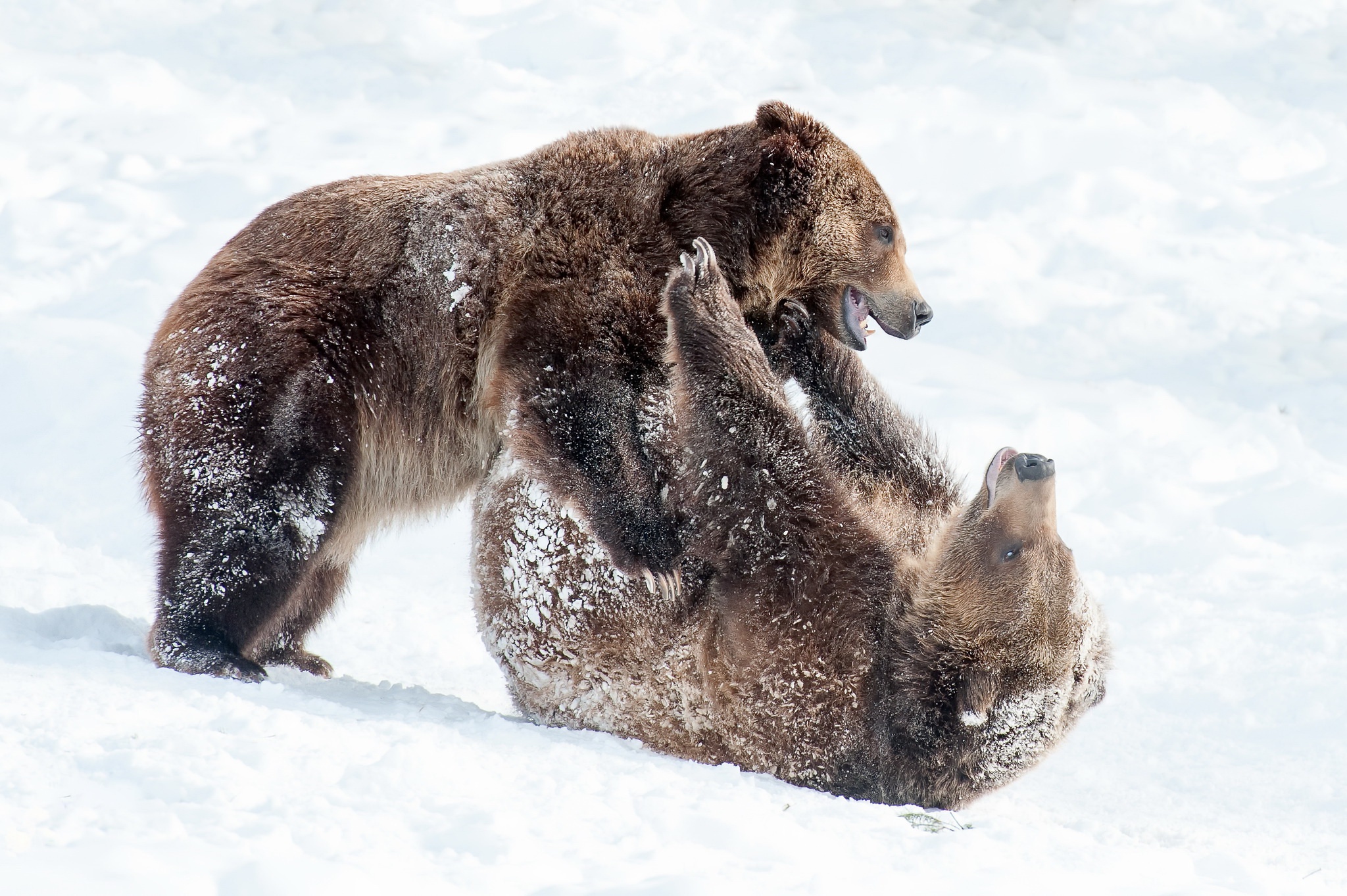 Bear Wildlife Predator Animal Snow Playing 2048x1363
