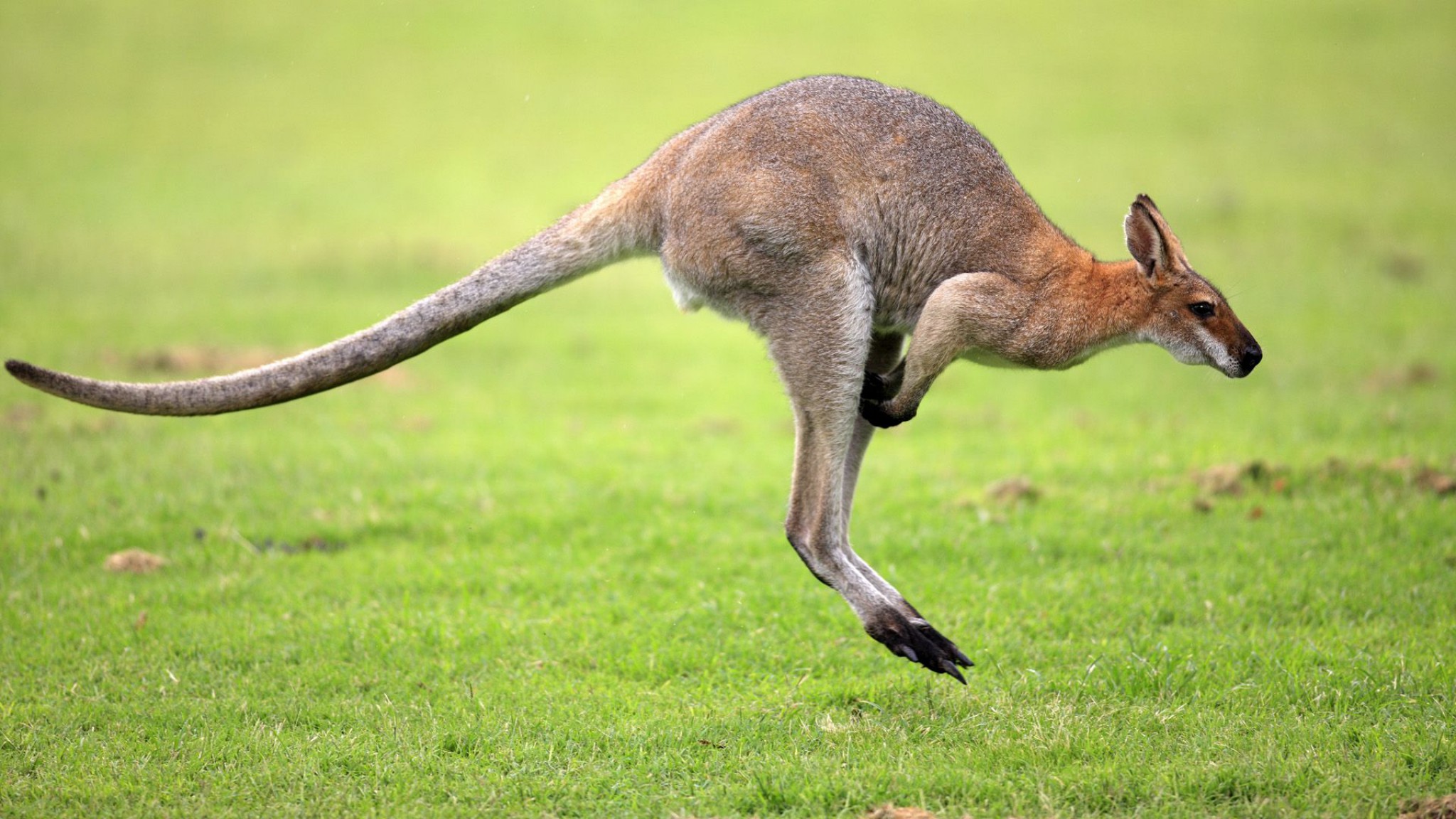 Wallaby Kangaroo Australia Red Necked Wallaby 2048x1152