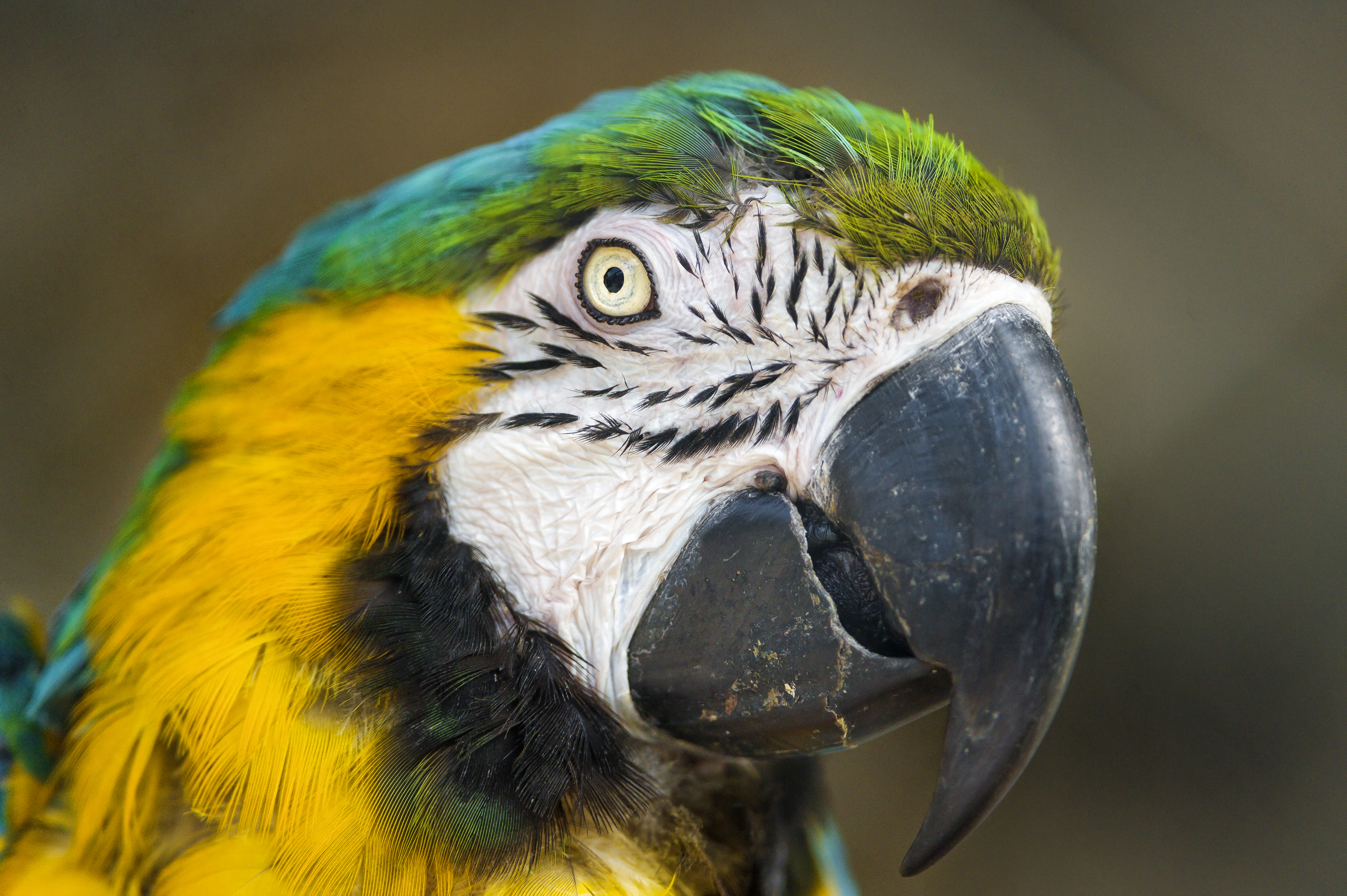Blue And Yellow Macaw Macaw Macro Parrot 4638x3087