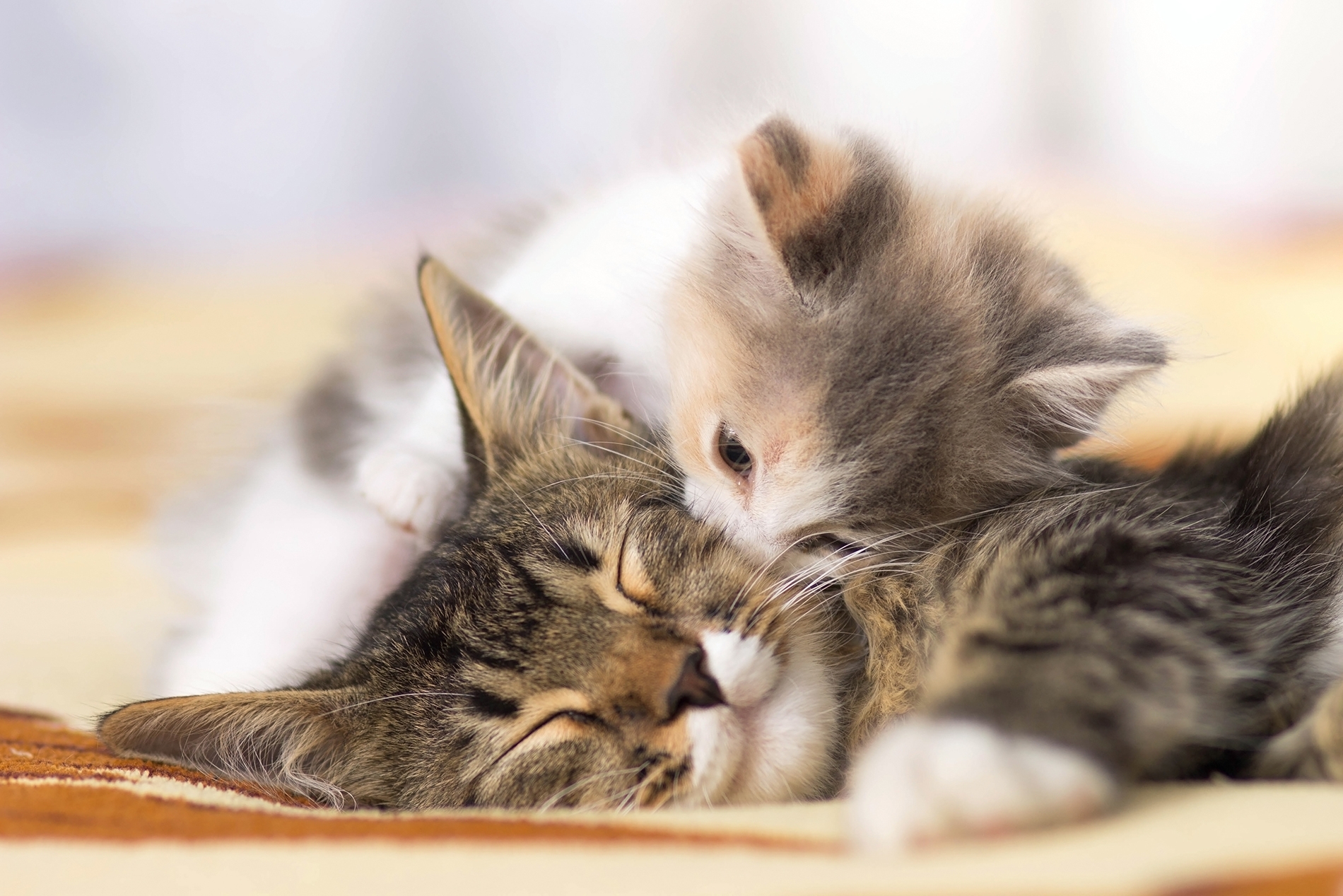Cat Kitten Cute Kiss Baby Animal Animal Love 1900x1267