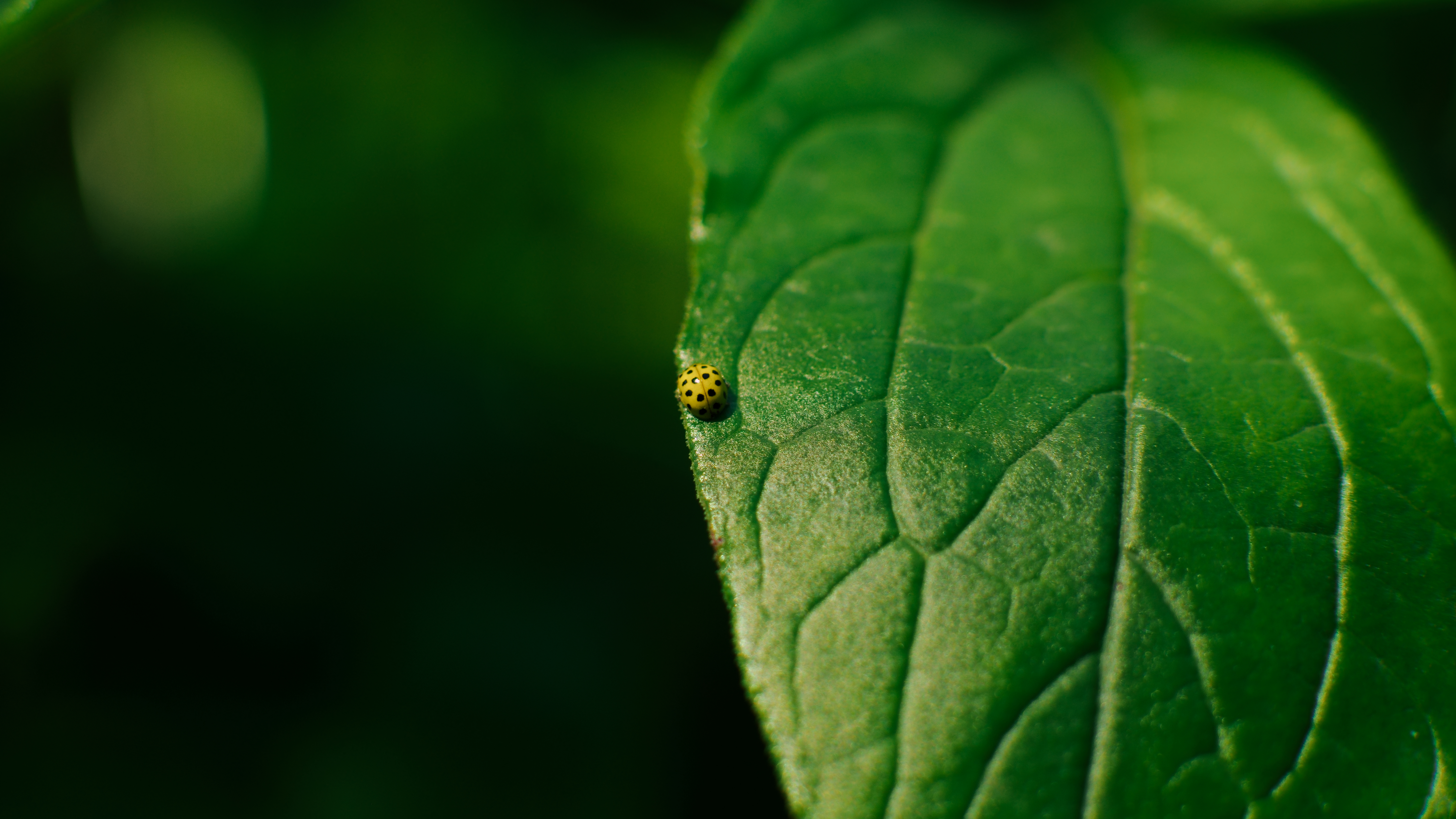 Leaves Beetle Macro Ladybugs Plants Insect Animals 5192x2921