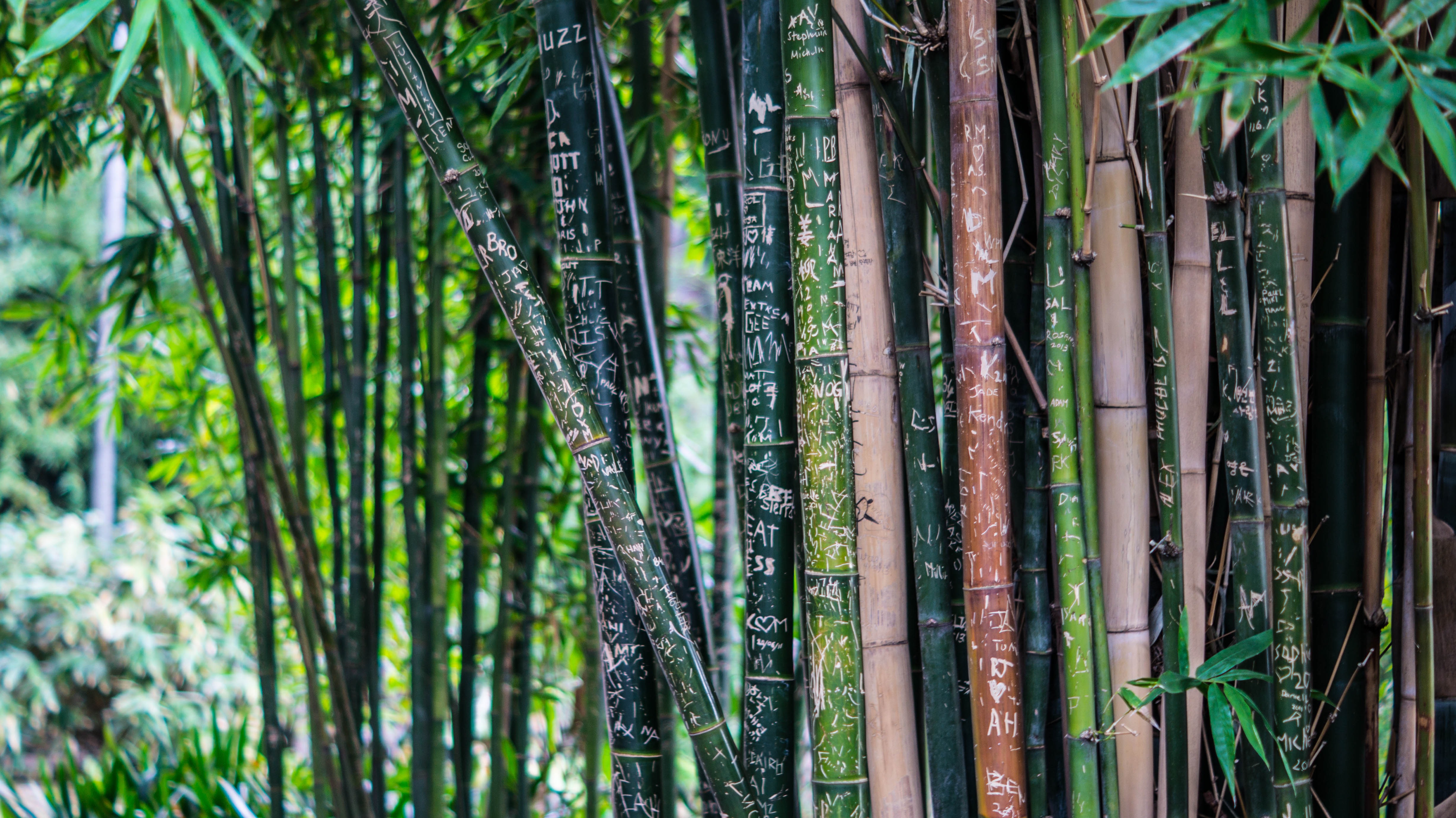 Bamboo Bokeh Plant 4912x2760