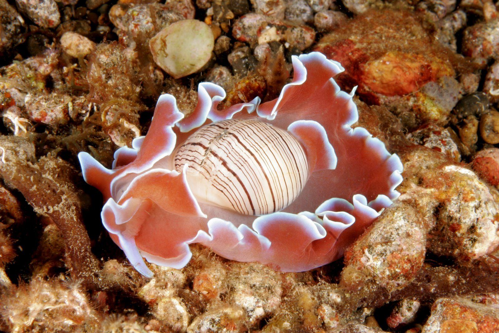 Nudibranch Sea Slug 1600x1067
