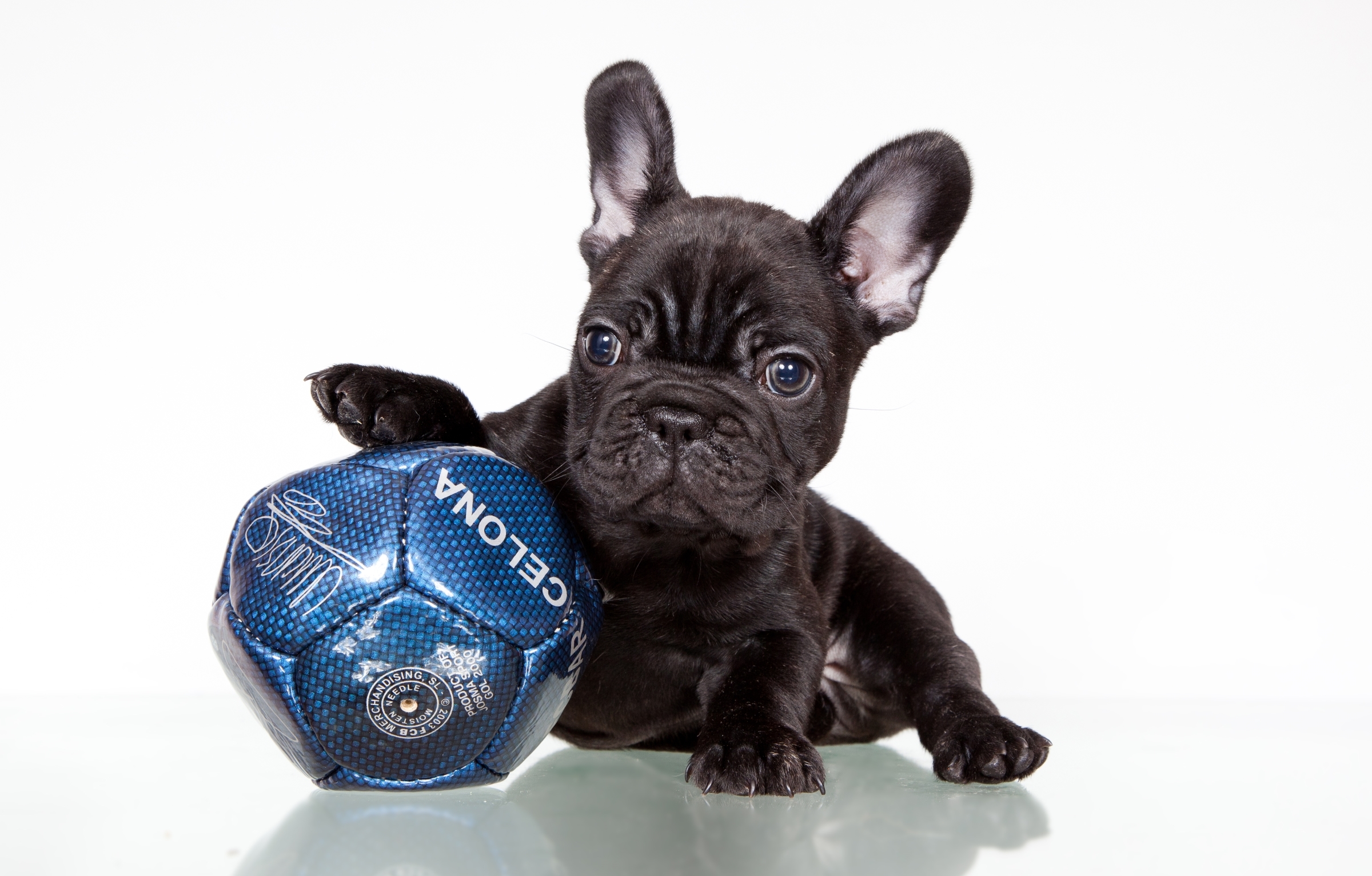 French Bulldog Dog Ball Muzzle Puppy Baby Animal 2400x1533