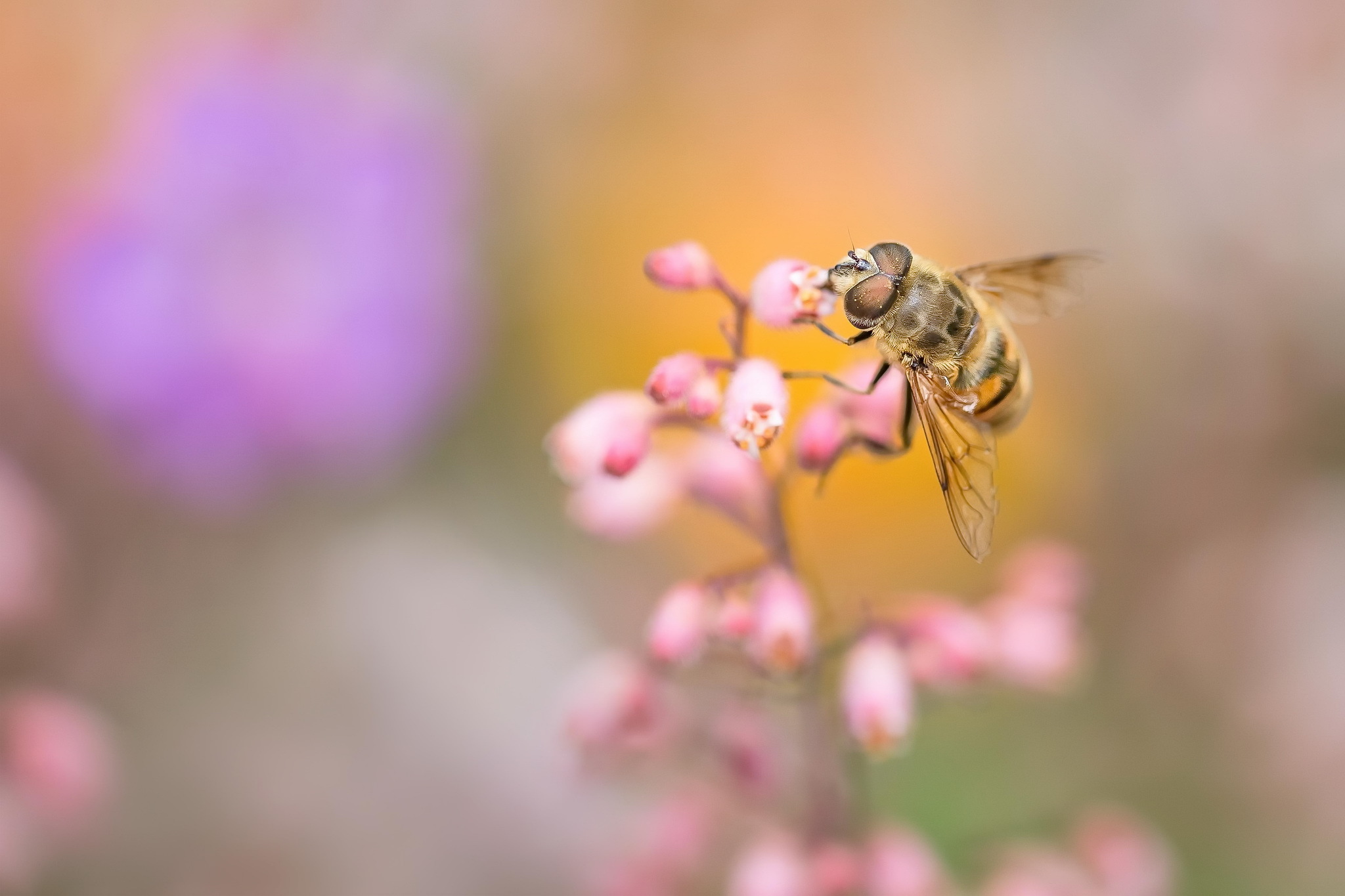 Bee Insect Blur Flower 2048x1365