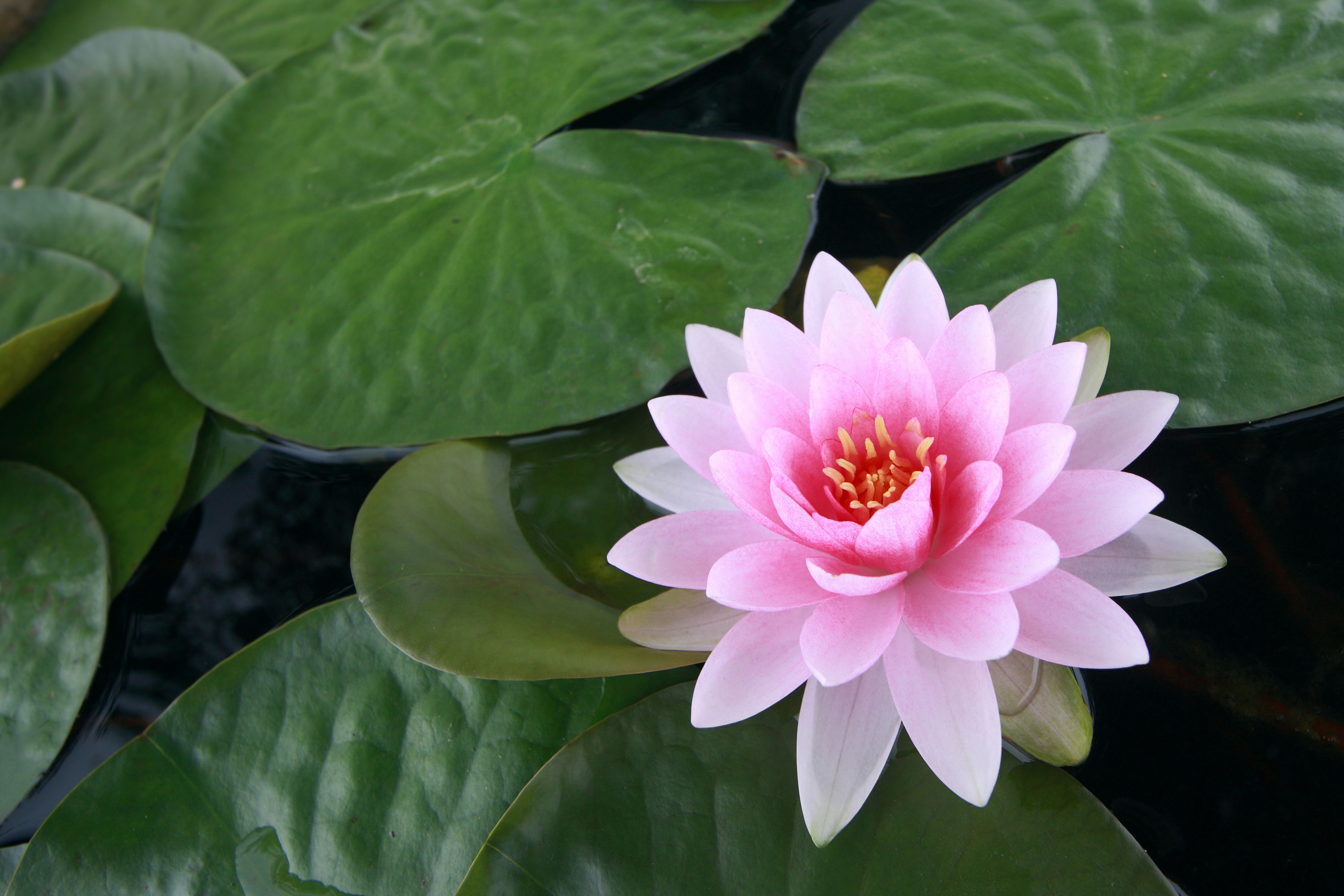 Flower Lotus Pink Flower Pond Lily Pad 6914x4610