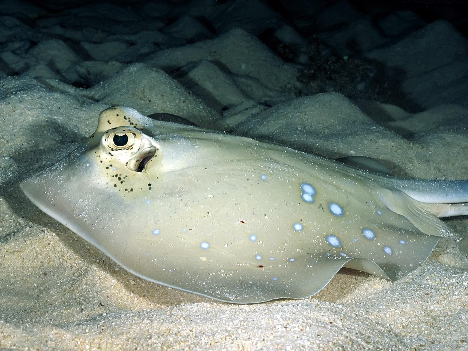 Fish Manta Ray Stingray 1600x1200