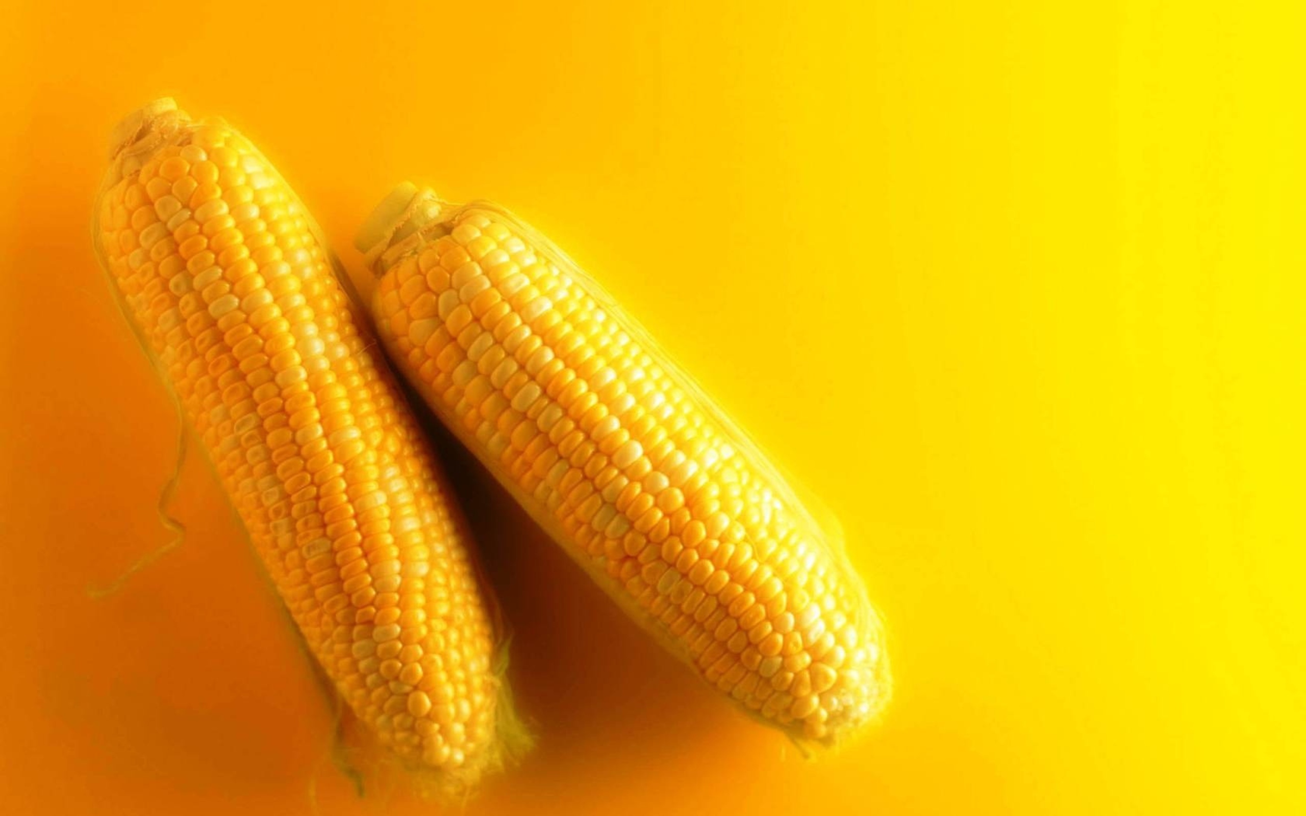 Food Corn 2560x1600