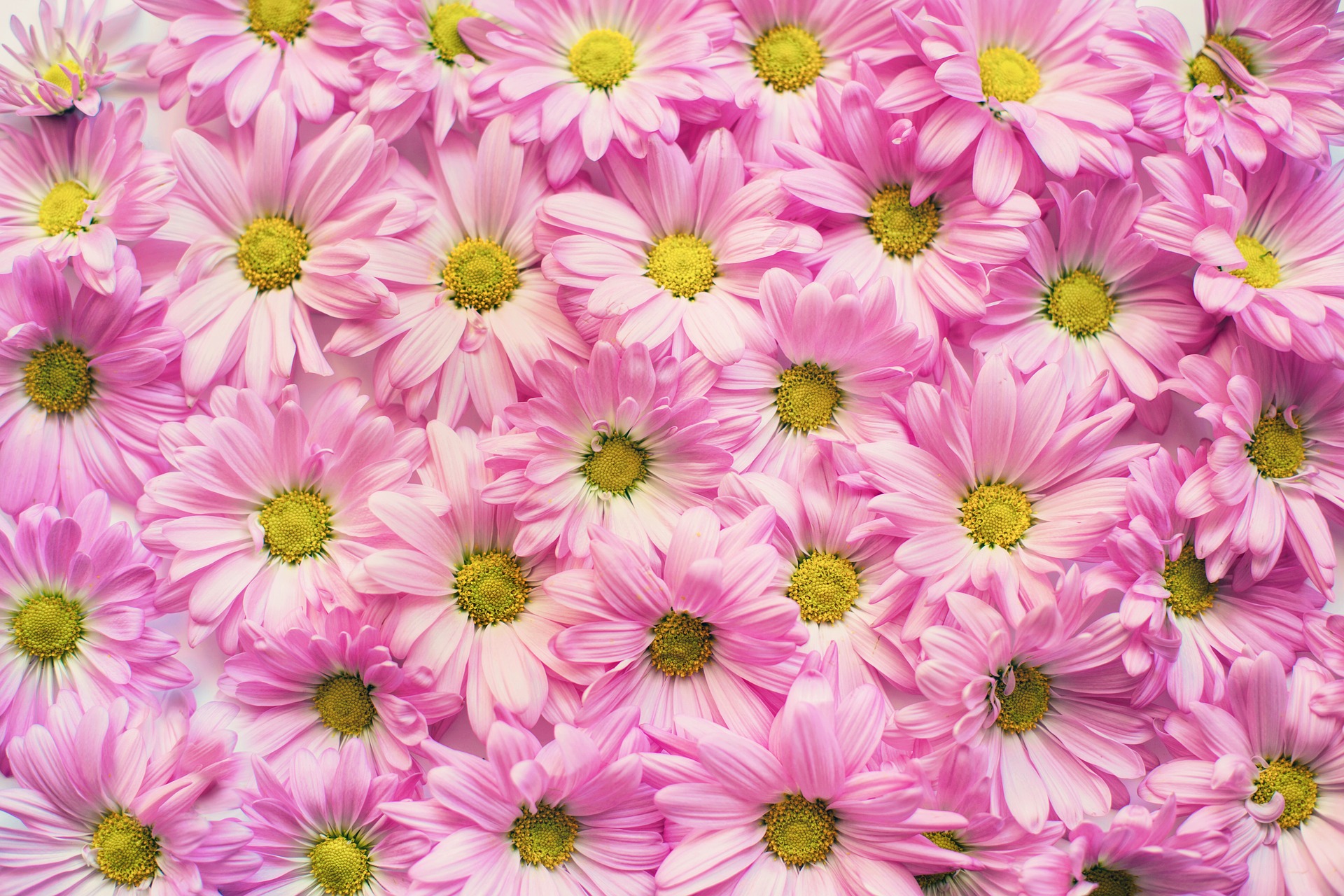 Chrysanthemum Earth Flower Pink Flower 1920x1280
