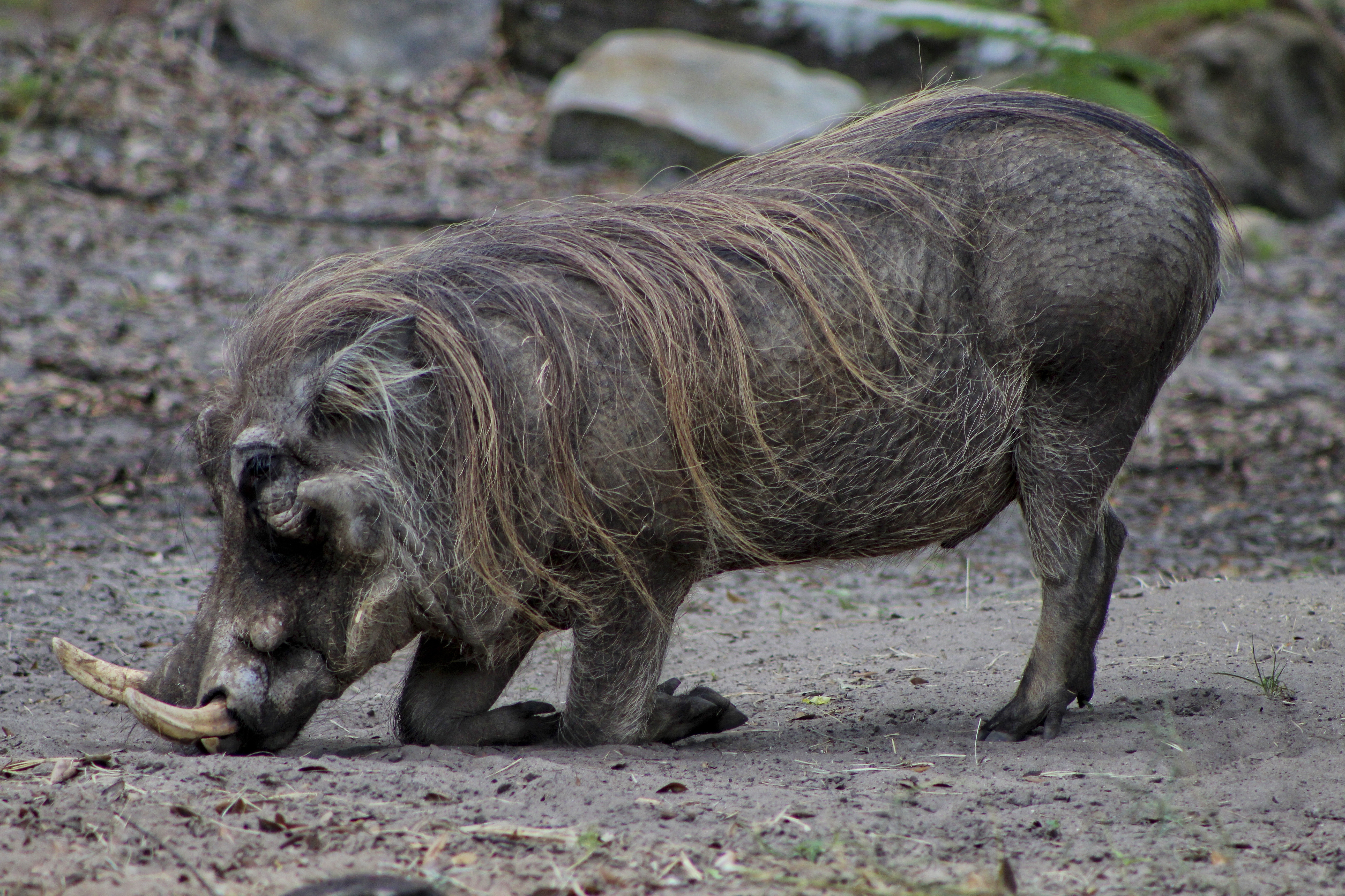 Animal Warthog 5200x3467