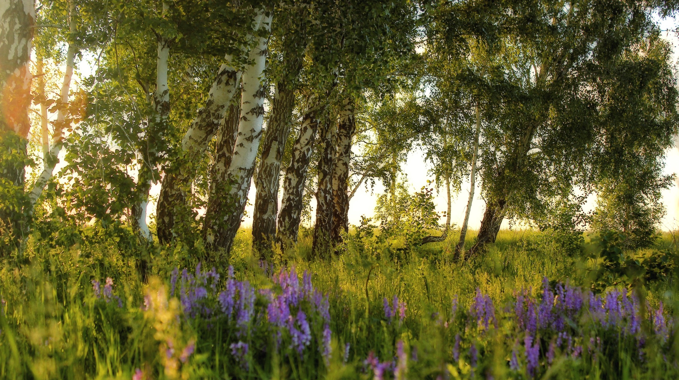 Birch Meadow Sunshine 2600x1455