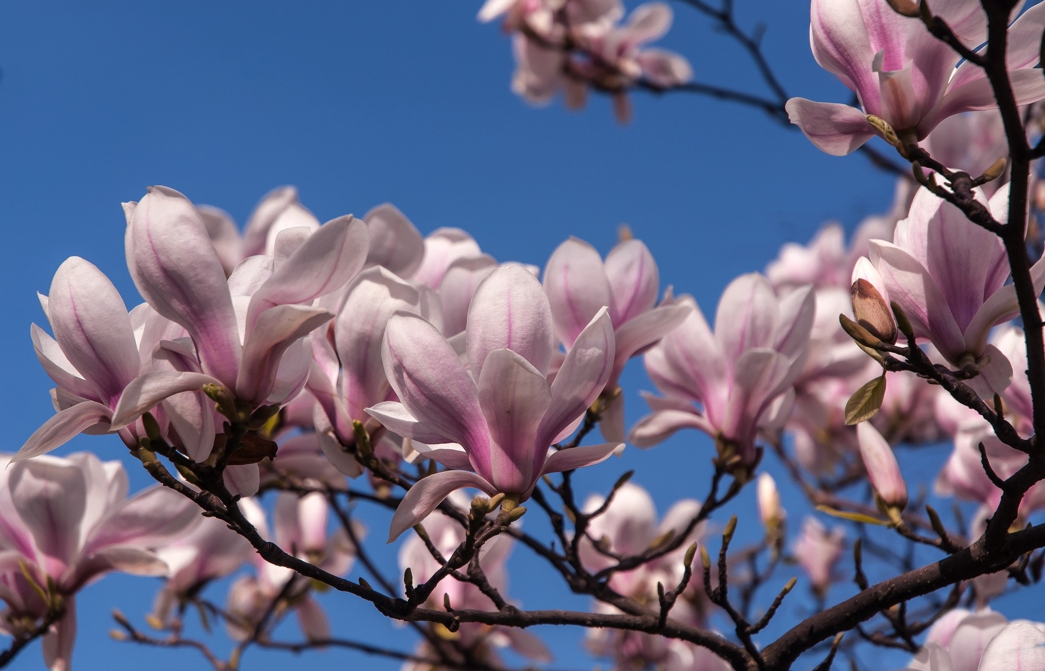 Magnolia Magnolia Blossom Spring 2048x1315