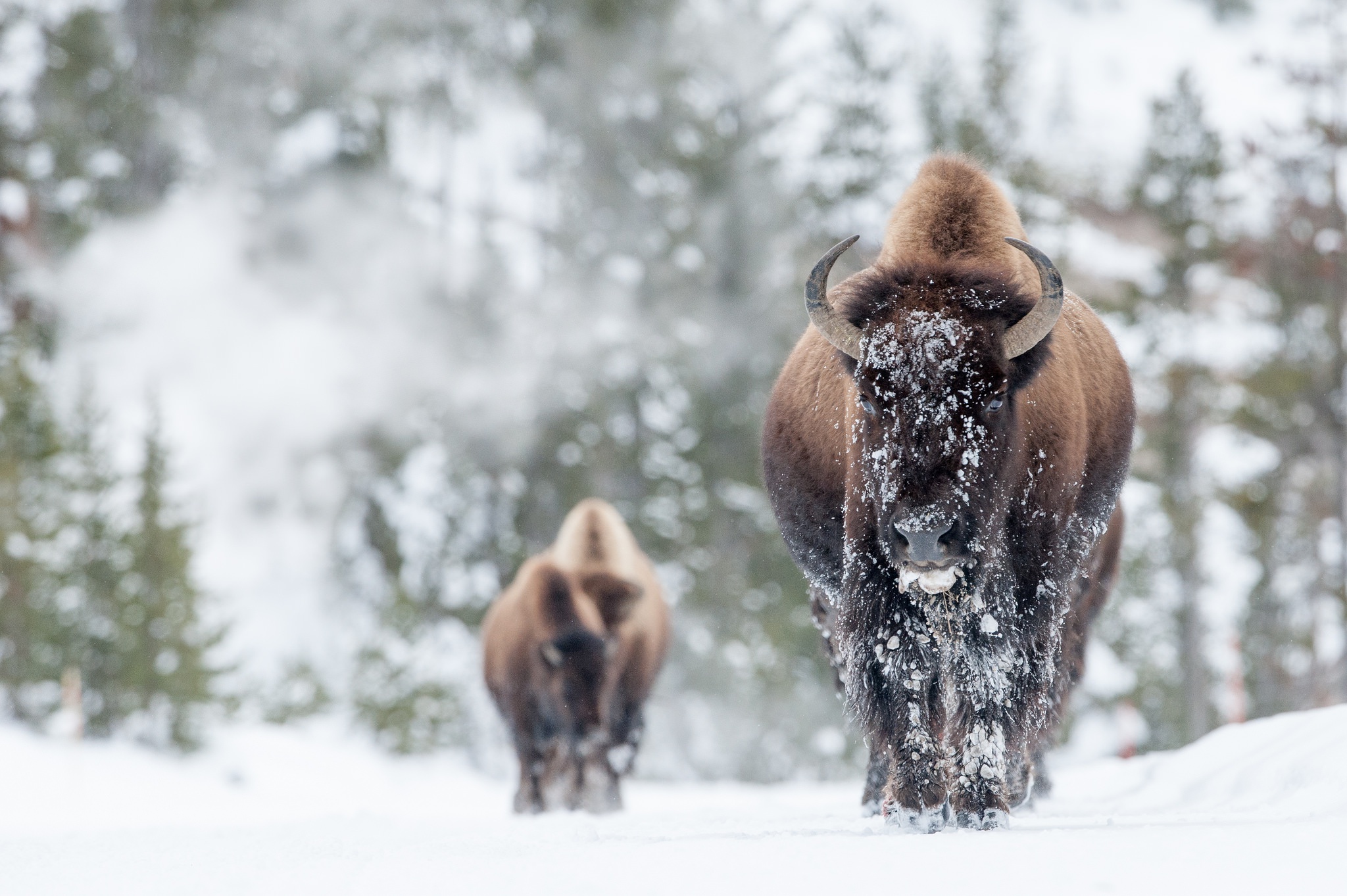 American Bison Depth Of Field Snow Wildlife Winter 2048x1363