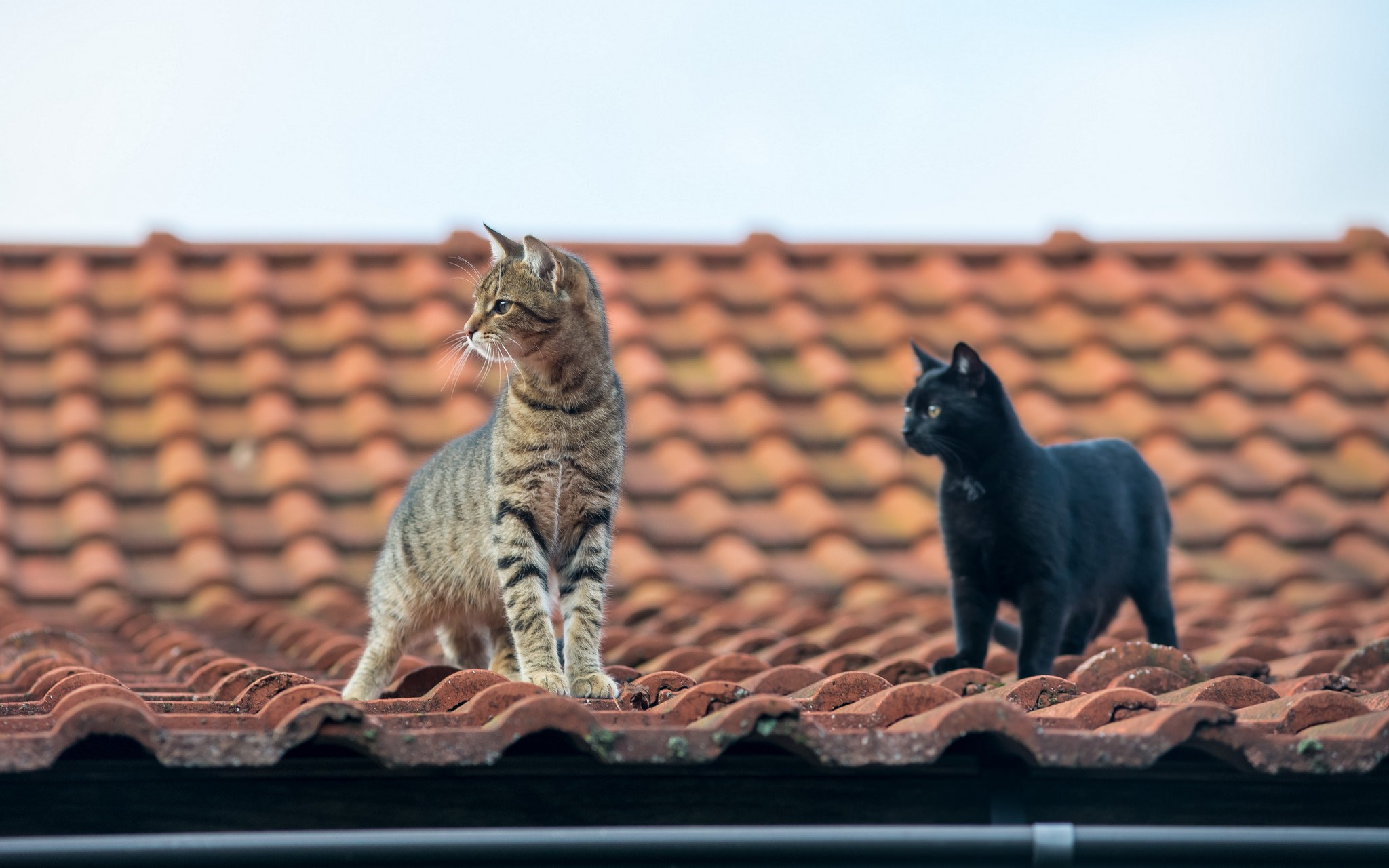 Cat Roof 2048x1280