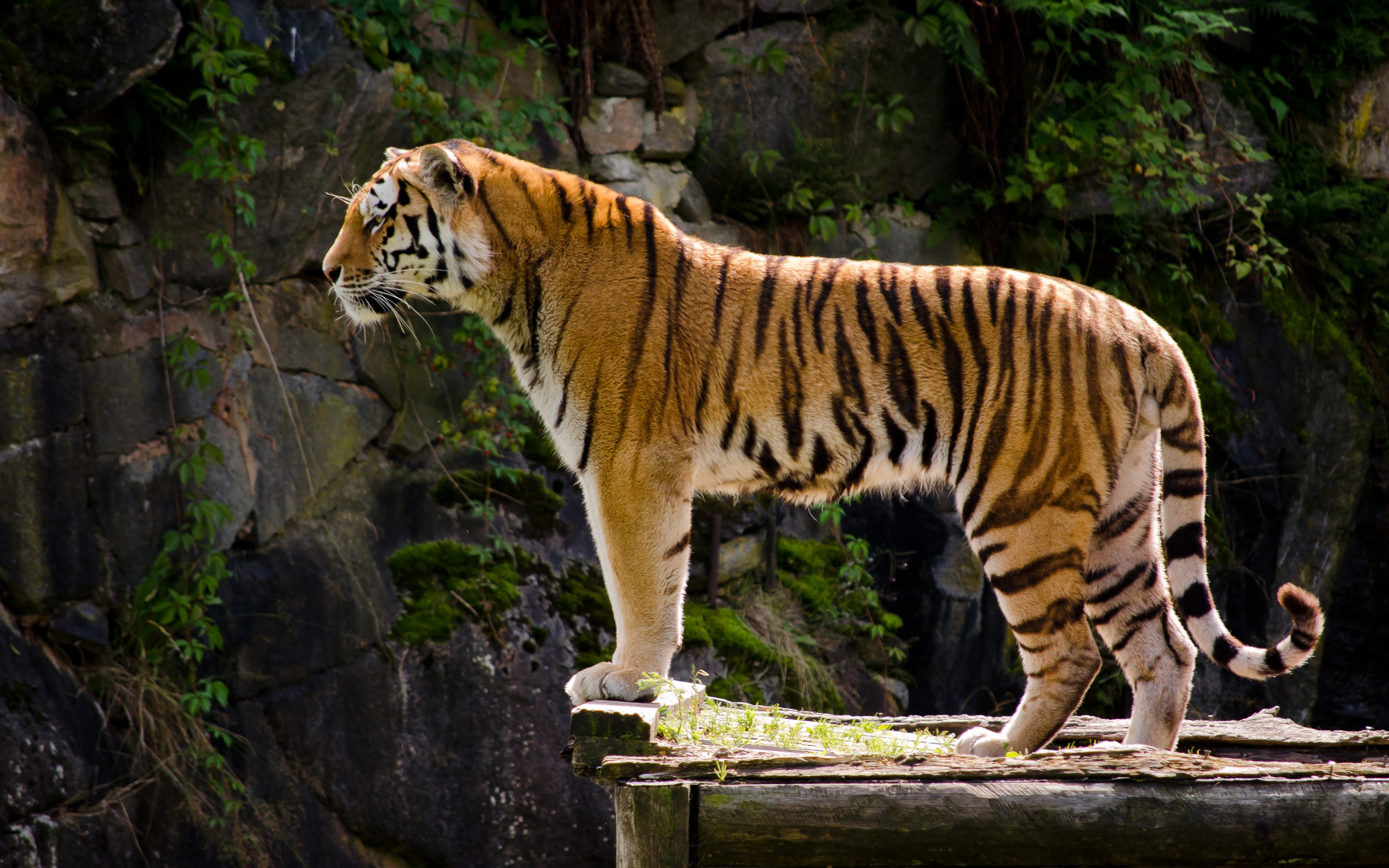 Animal Tiger 2880x1800