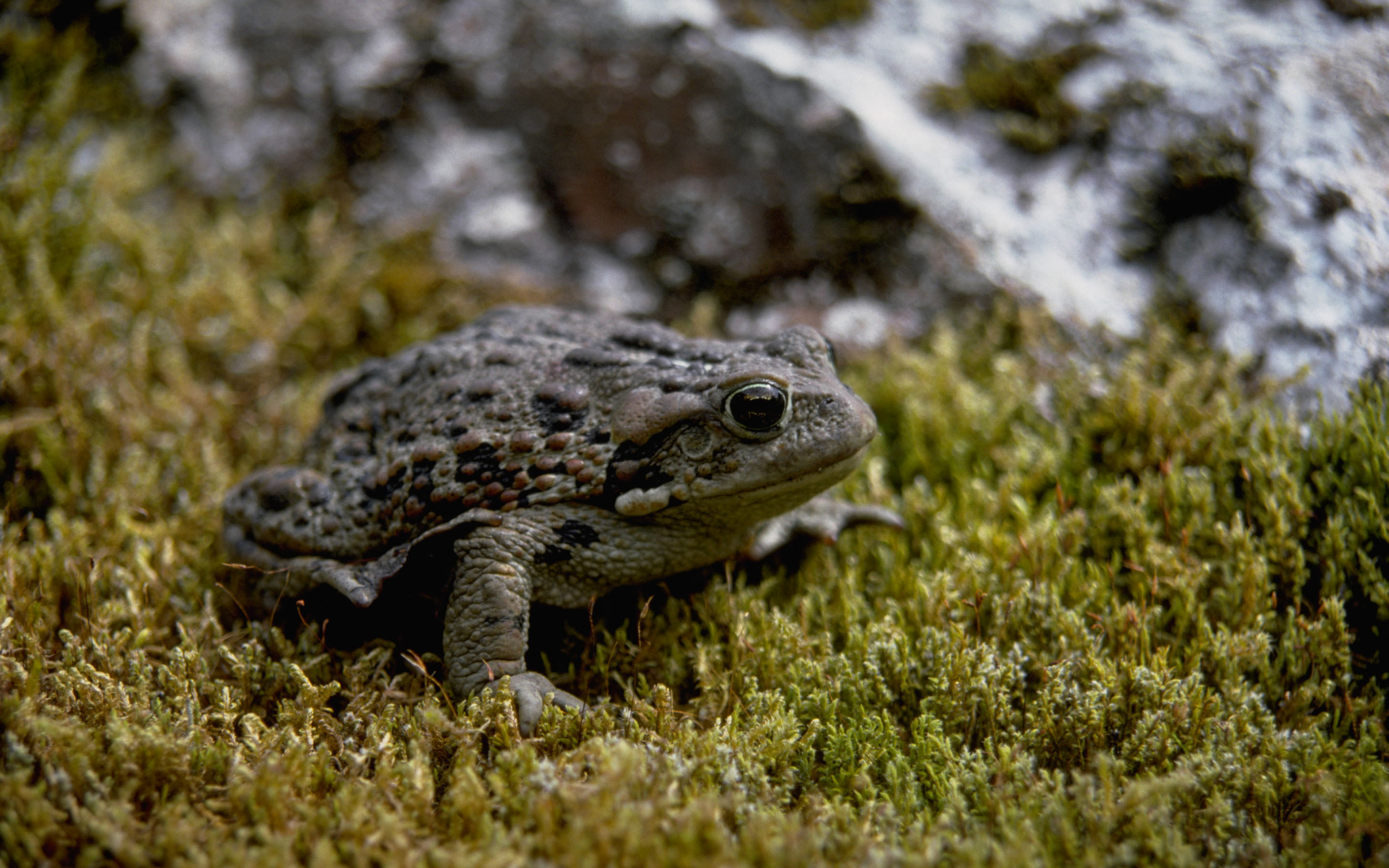 Animal Toad 2560x1600