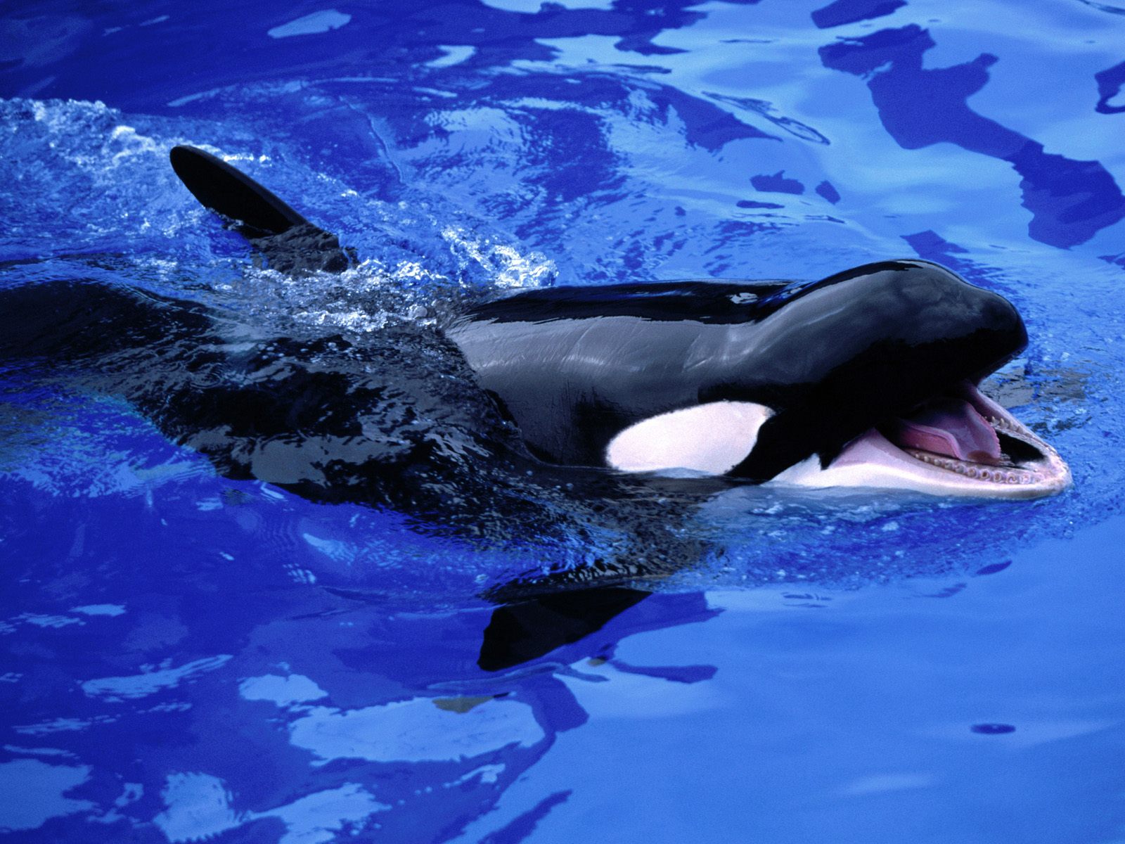 Killer Whale 1600x1200