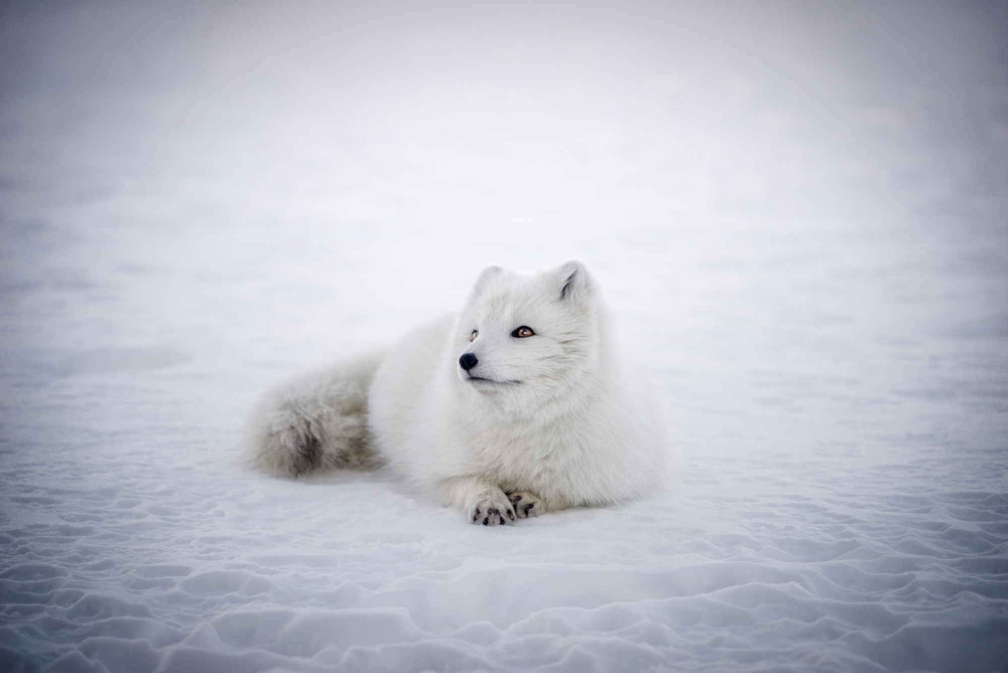 Arctic Fox Fox Lying Down Snow White Wildlife 2000x1335