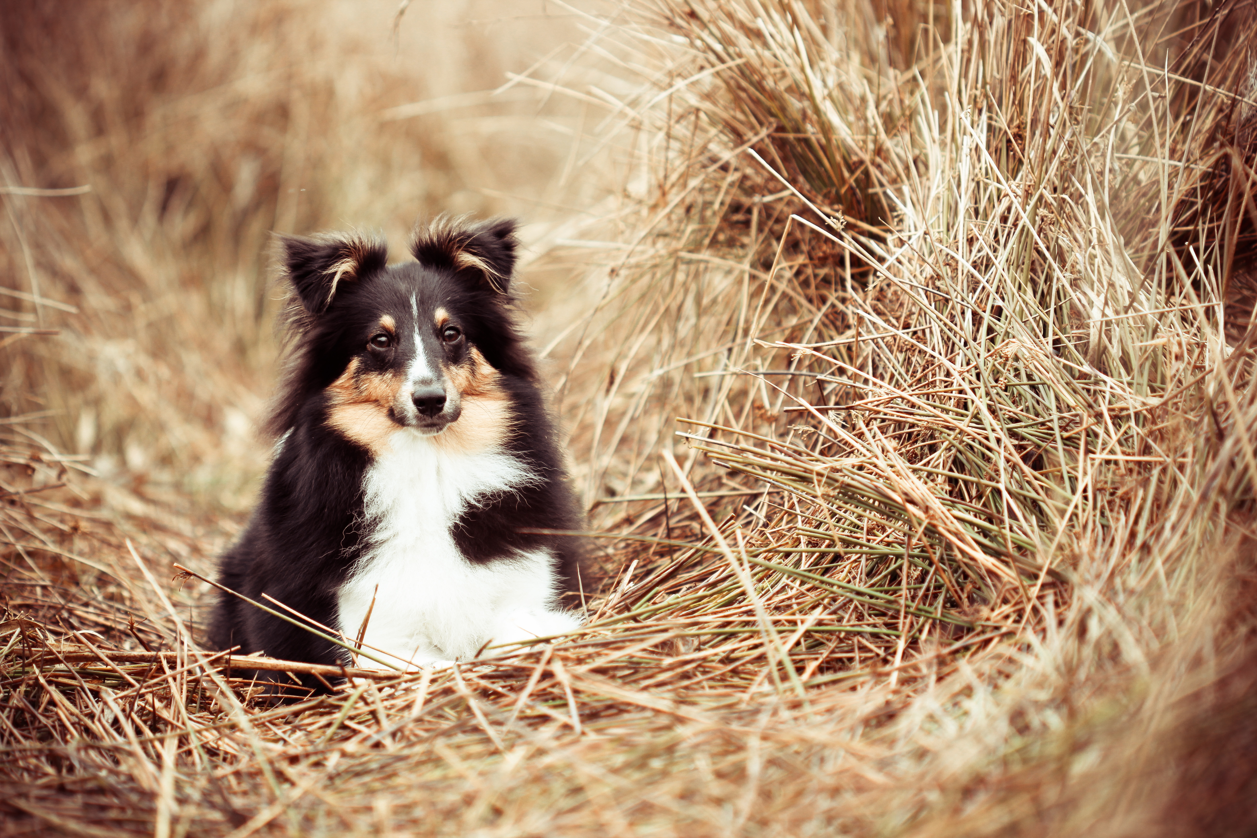 Animal Rough Collie 5184x3456