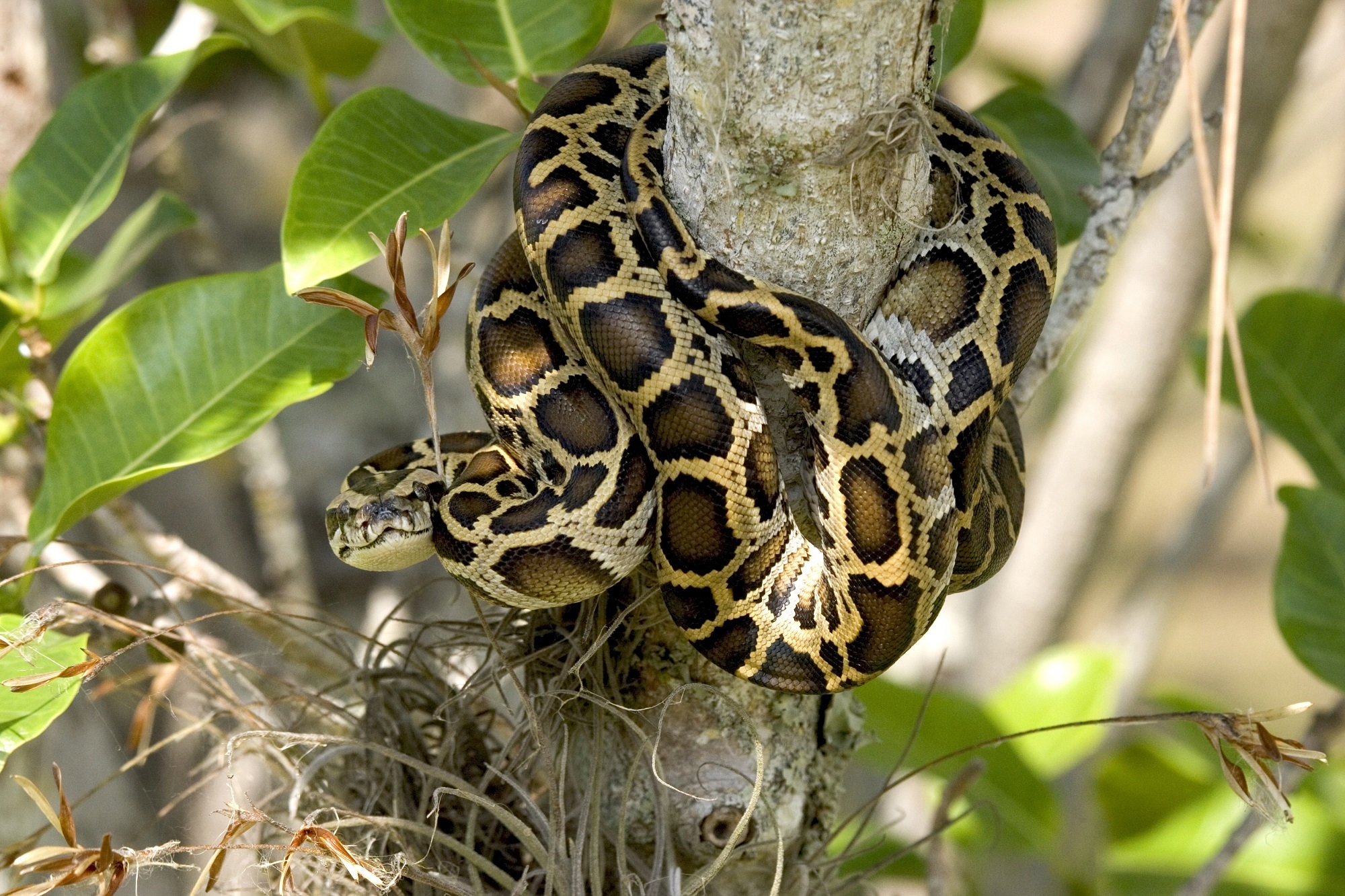 Python Reptile Snake 2000x1333