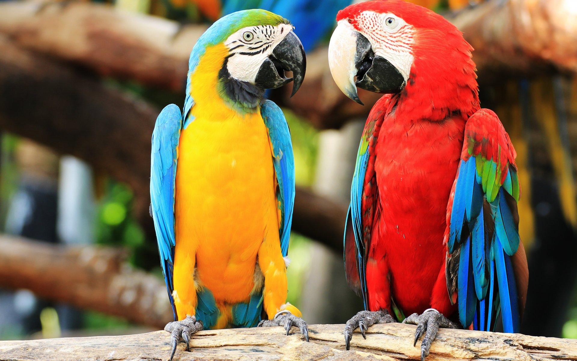 Red And Green Macaw Blue And Yellow Macaw Bird Parrot 1920x1200