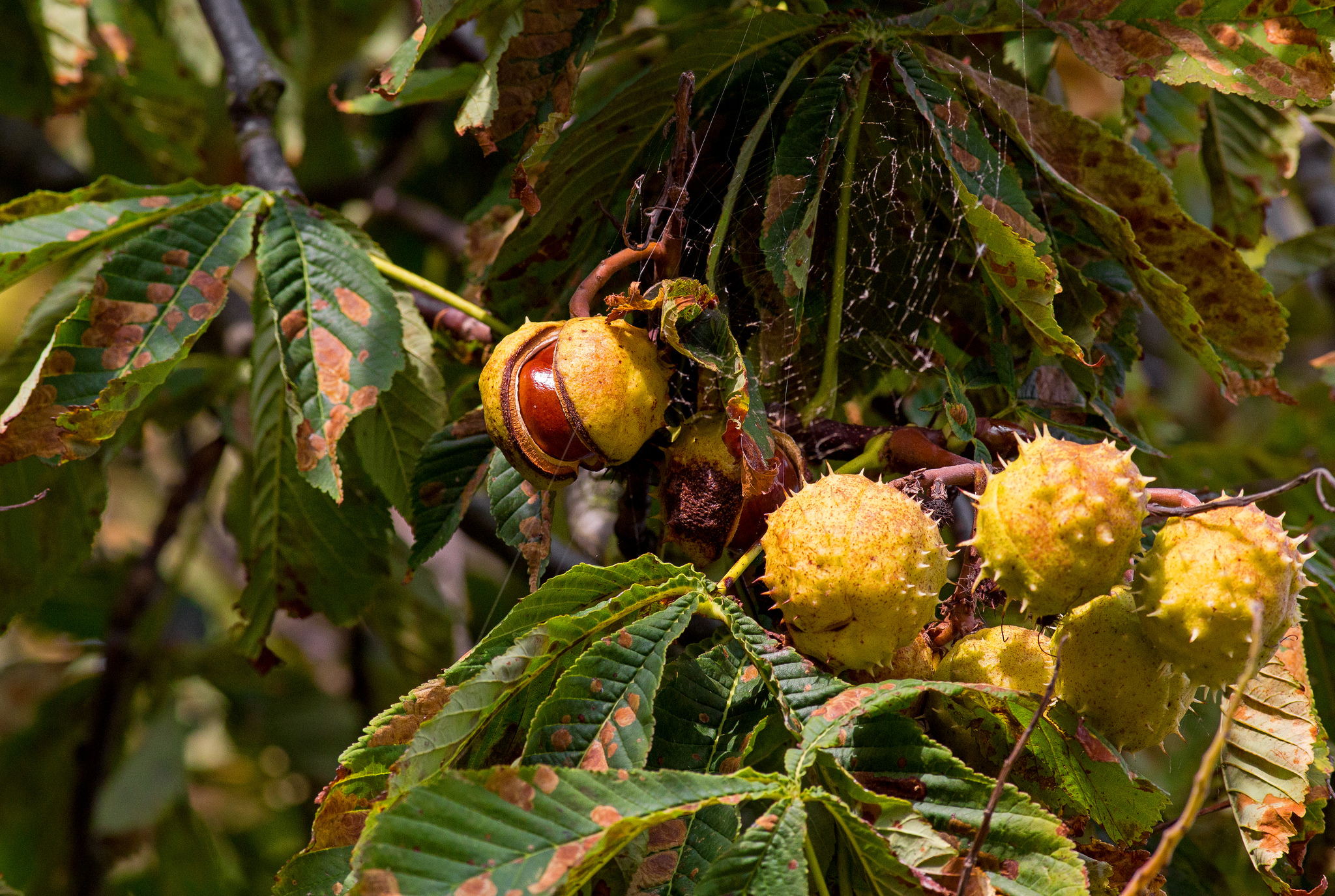 Earth Chestnut 2048x1375