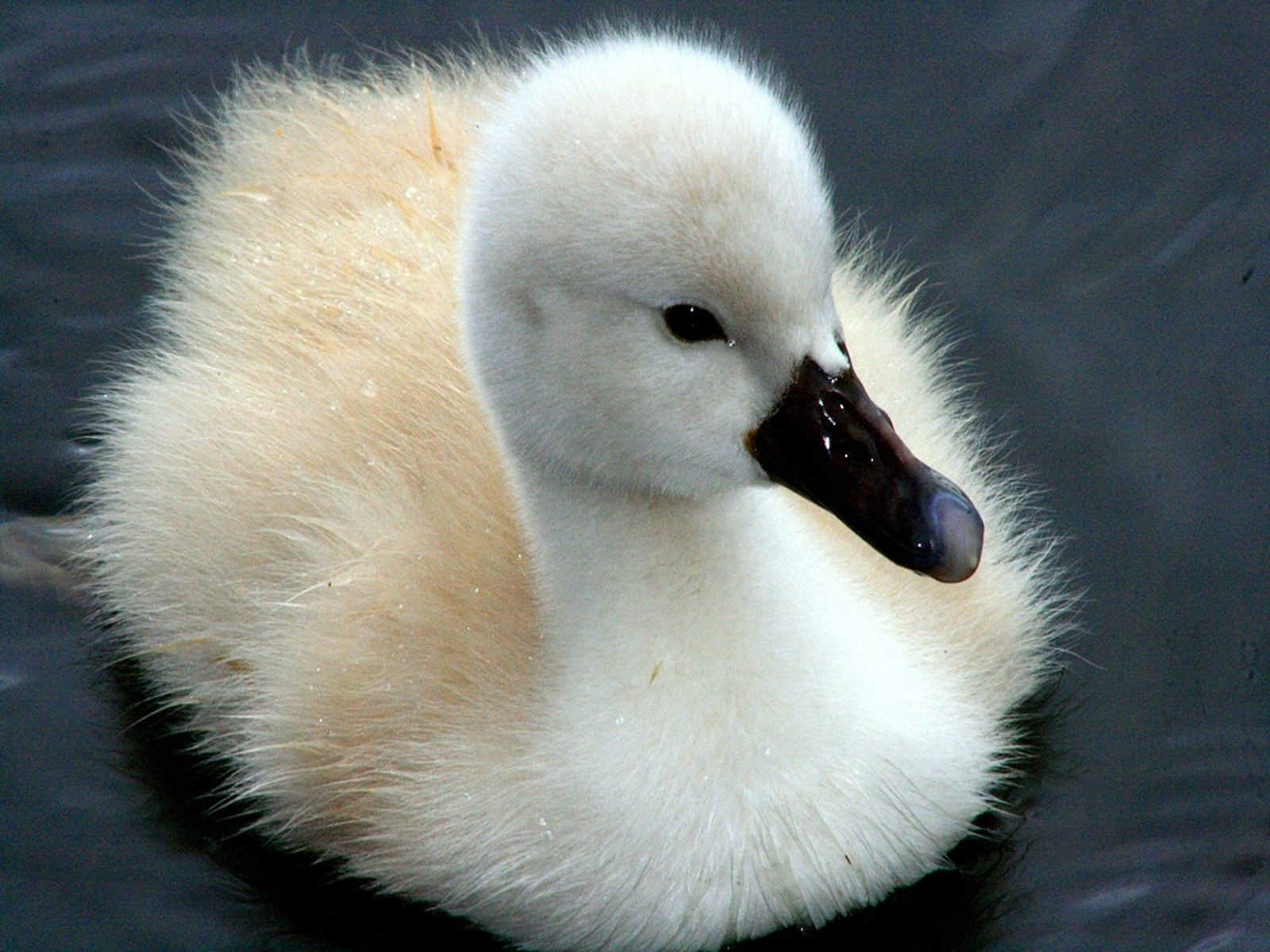 Animal Baby Animal Cute Cygnet Swan White 1600x1200