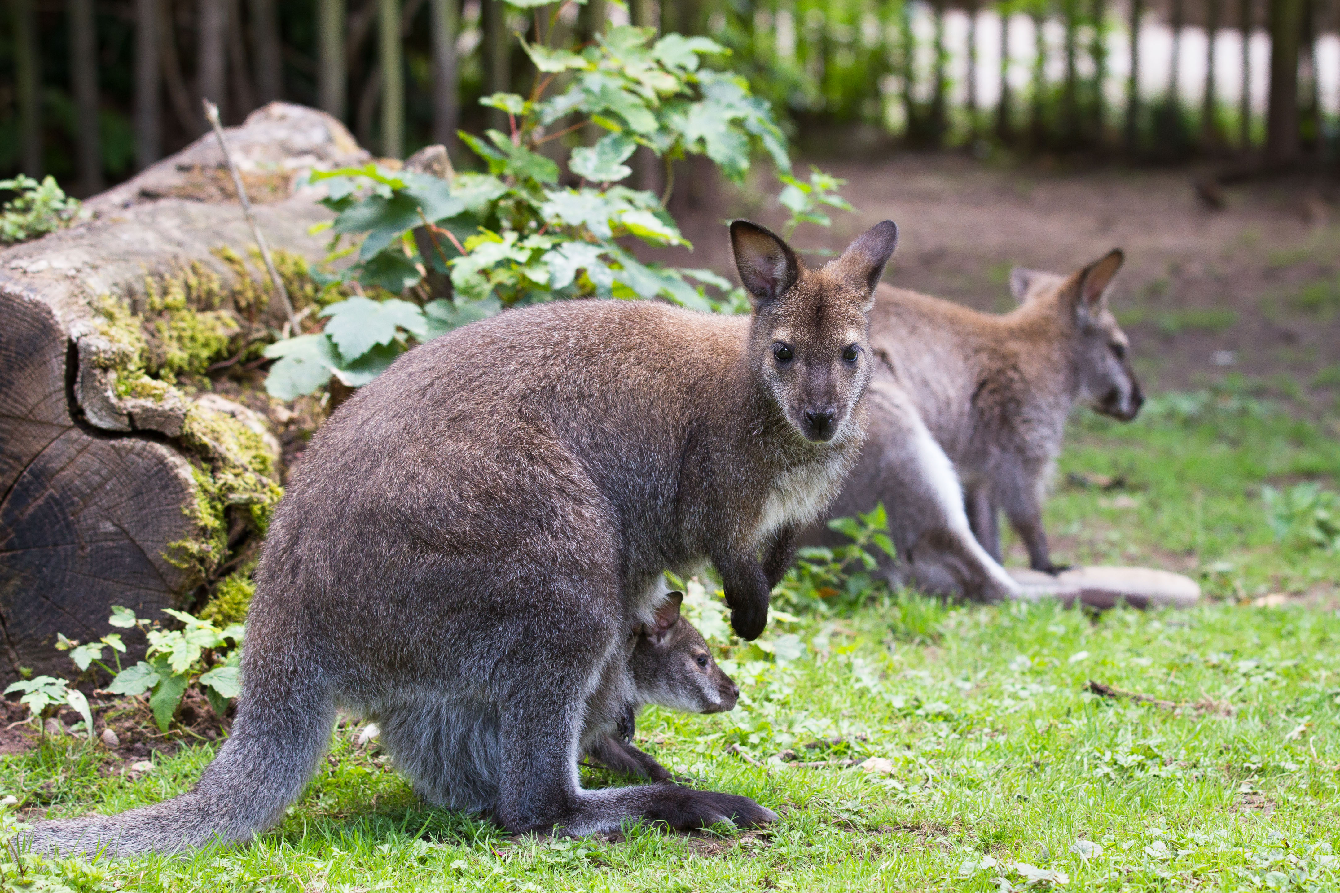 Wallaby Kangaroo 4325x2883