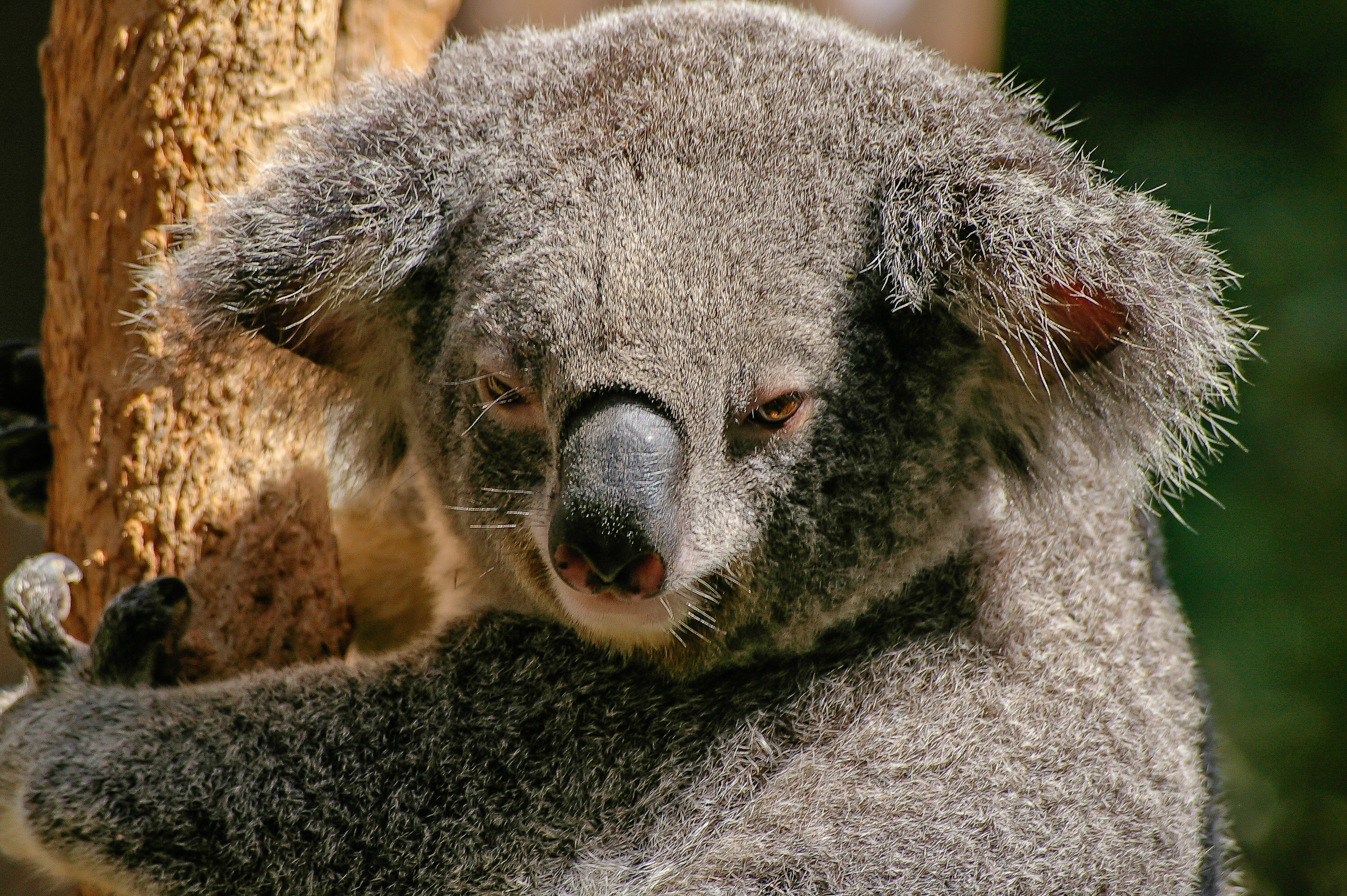 Koala Stare 3008x2000