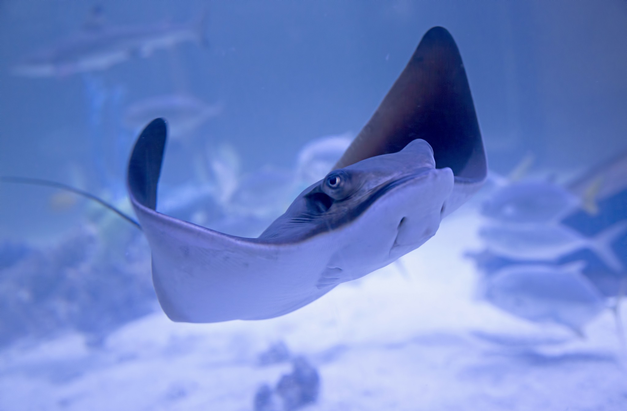 Stingray Underwater 2048x1345