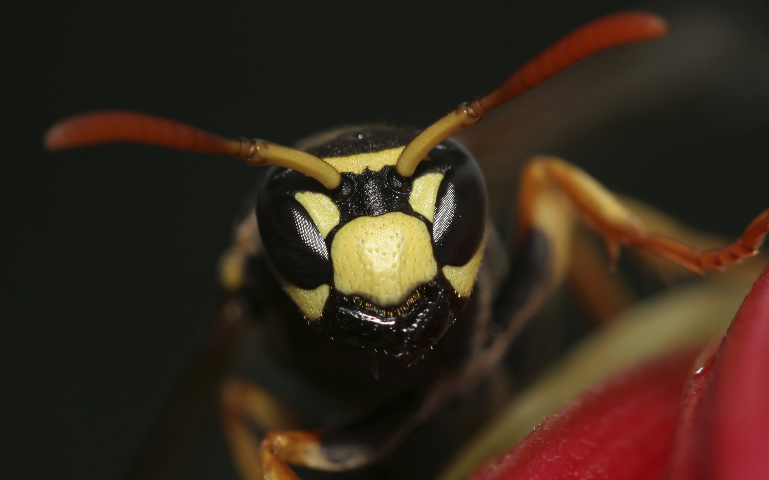 Animal Wasp 2560x1600