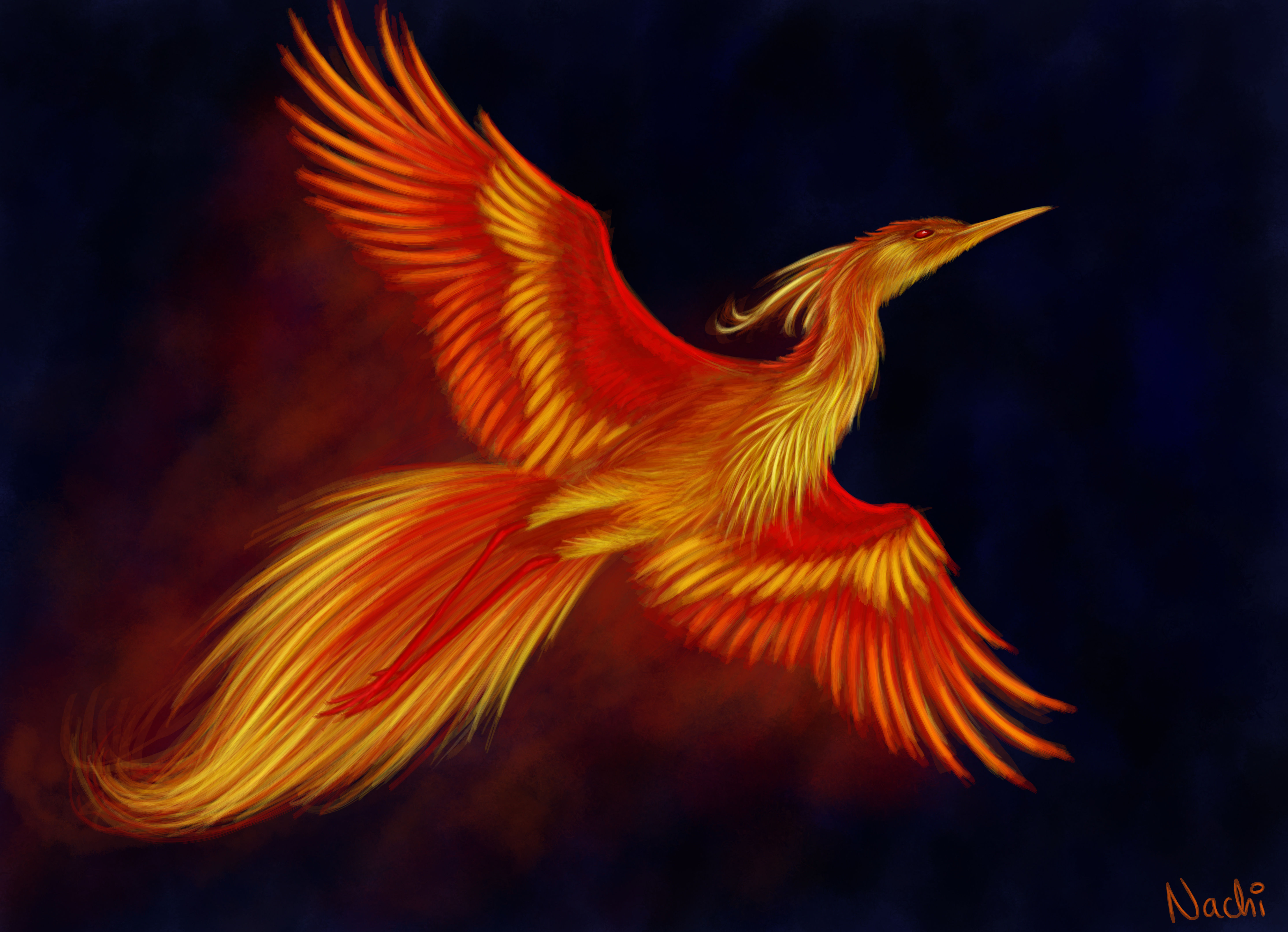 Bird Phoenix Flight Wings 5845x4230