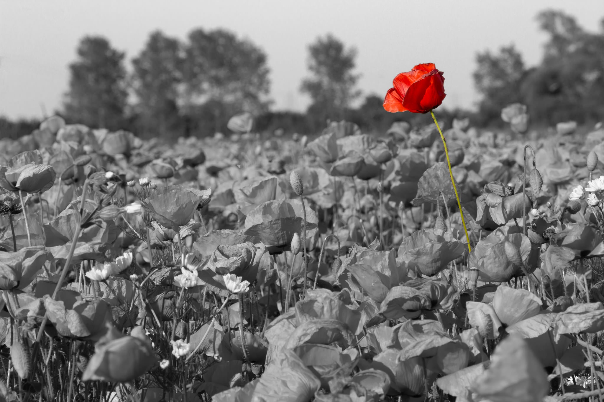Poppy Nature Flower Red Flower Field Selective Color 2048x1365
