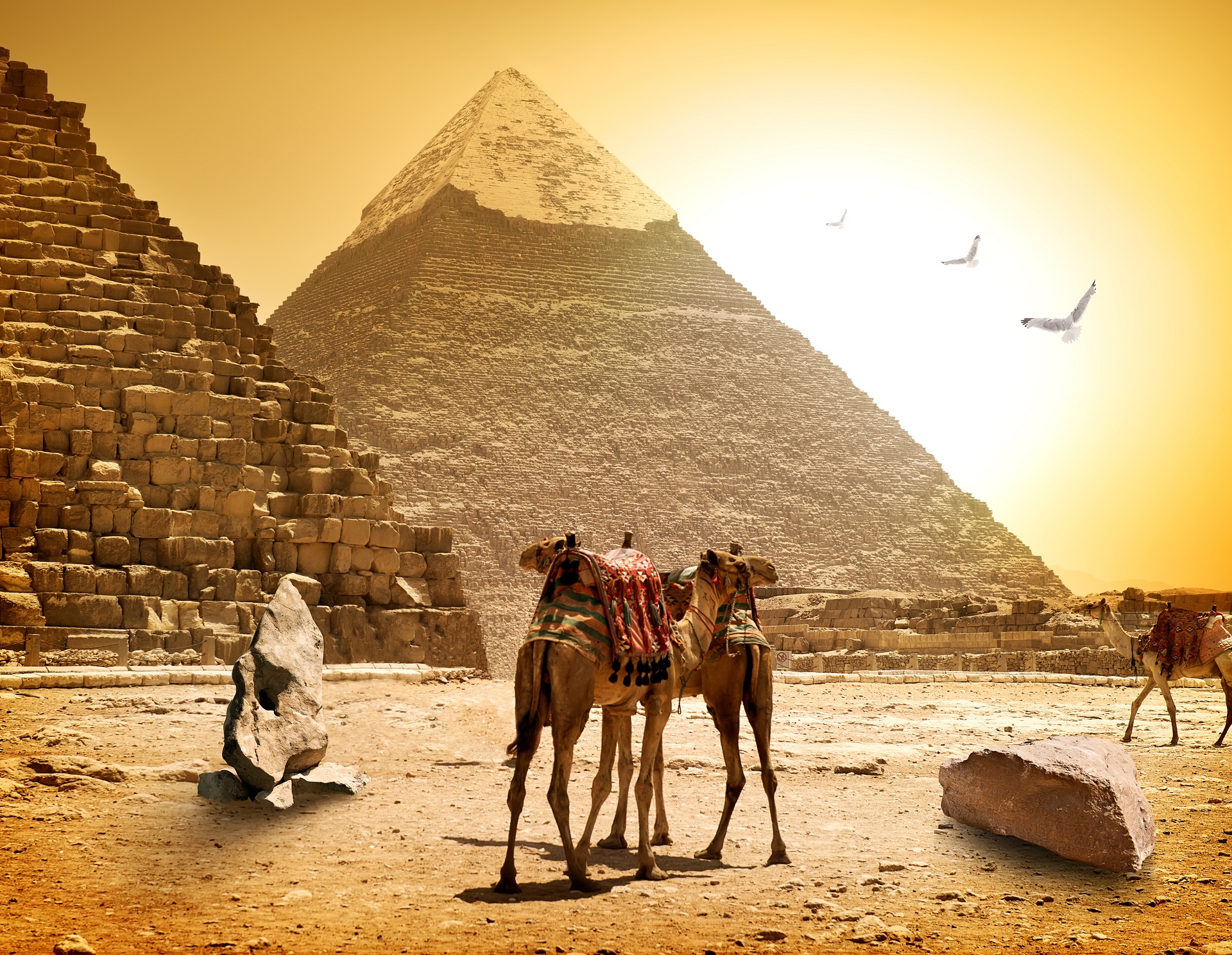 Camel Egyptian 1920x1489