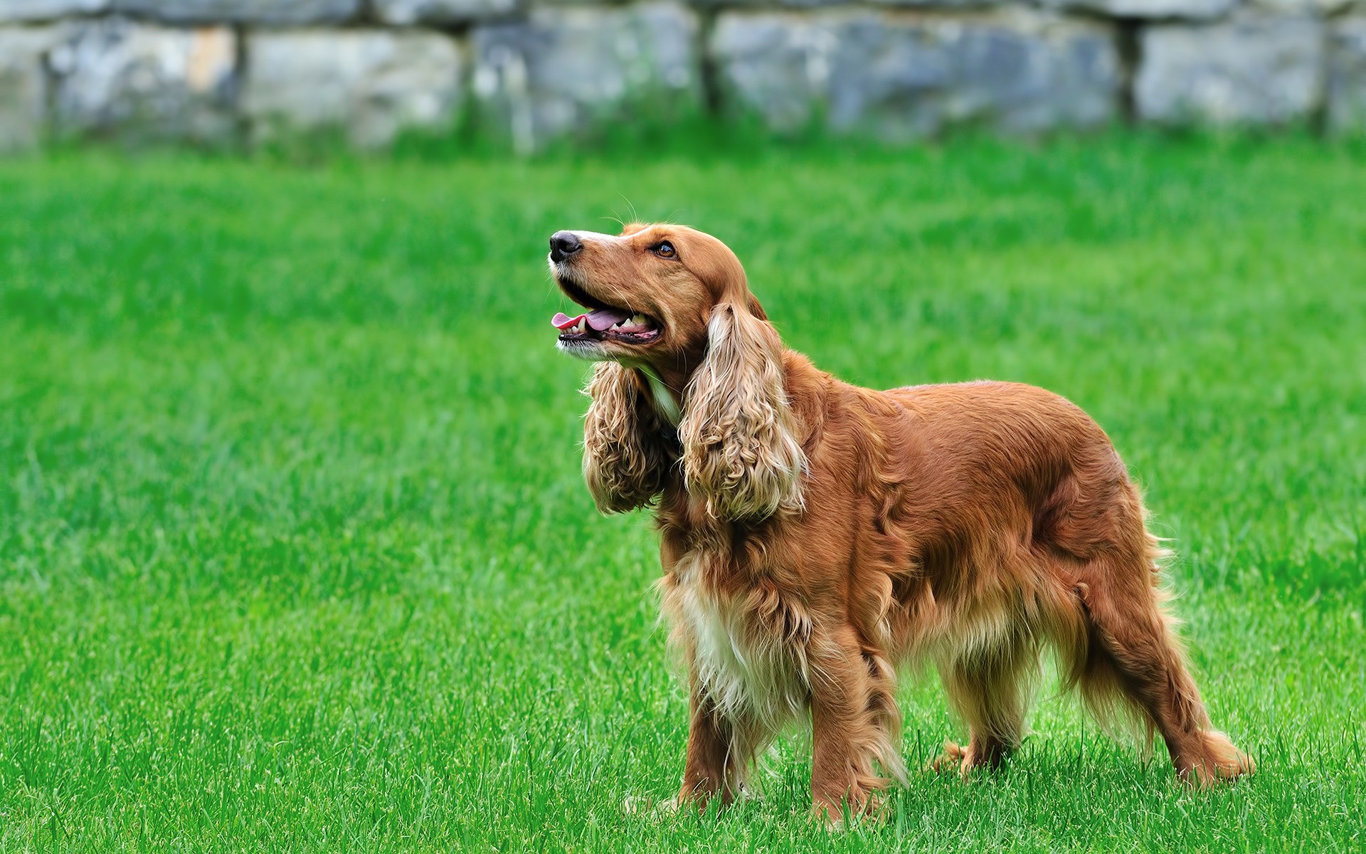 Dog Animal Spaniel Cocker Spaniel 1920x1200