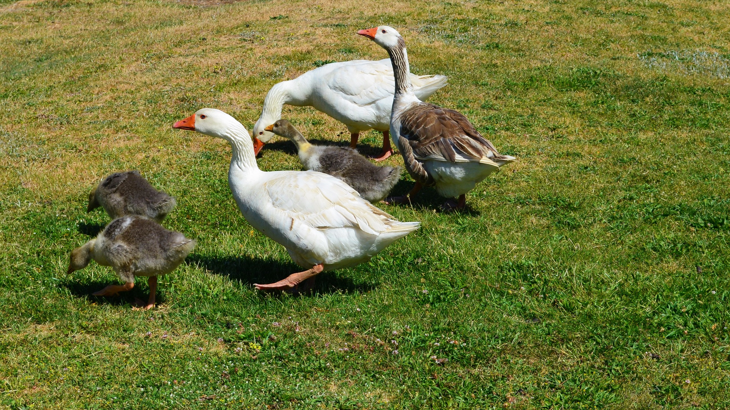 Baby Animal Goose 2560x1440