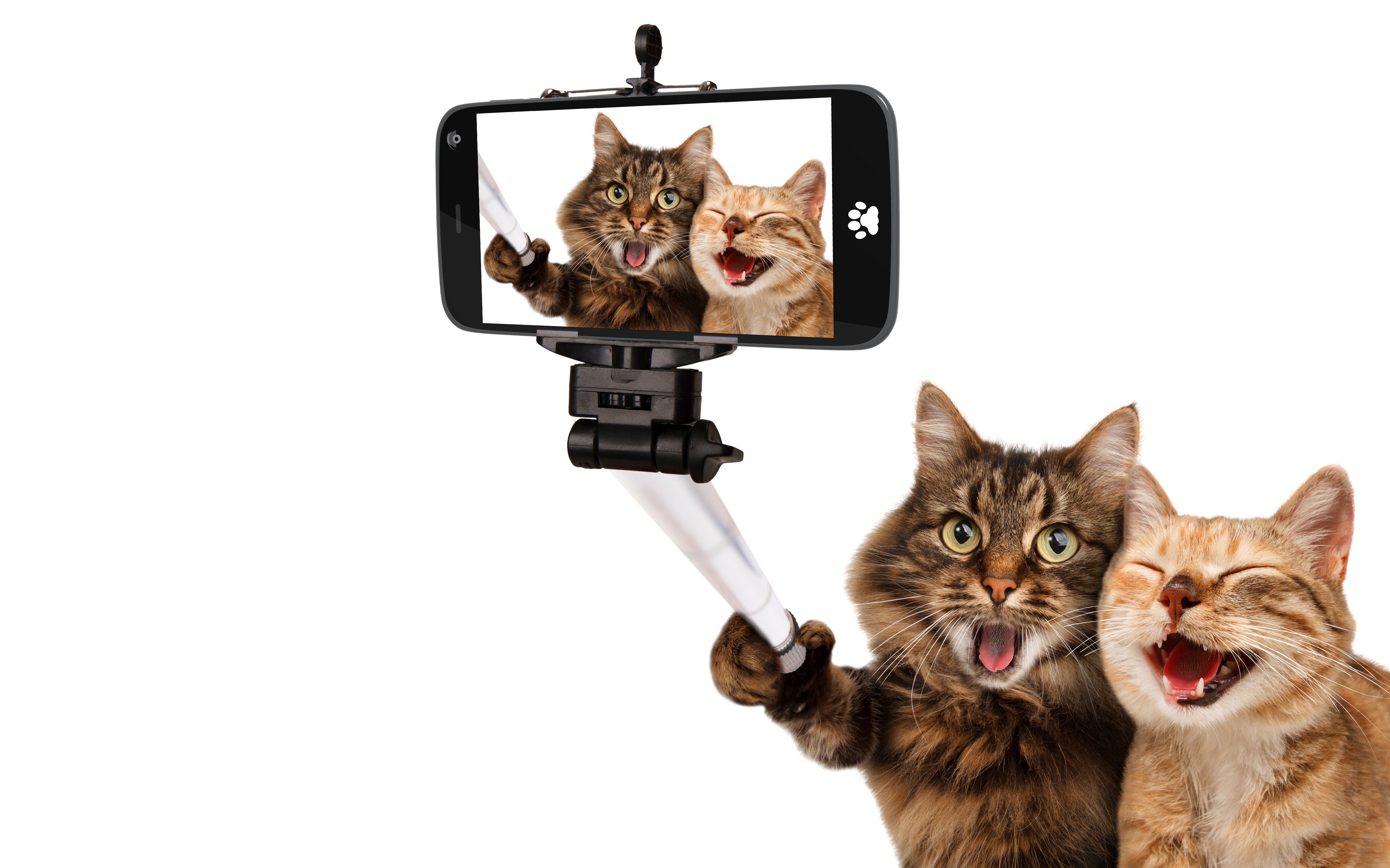 Cat Selfie Funny 6702x4189