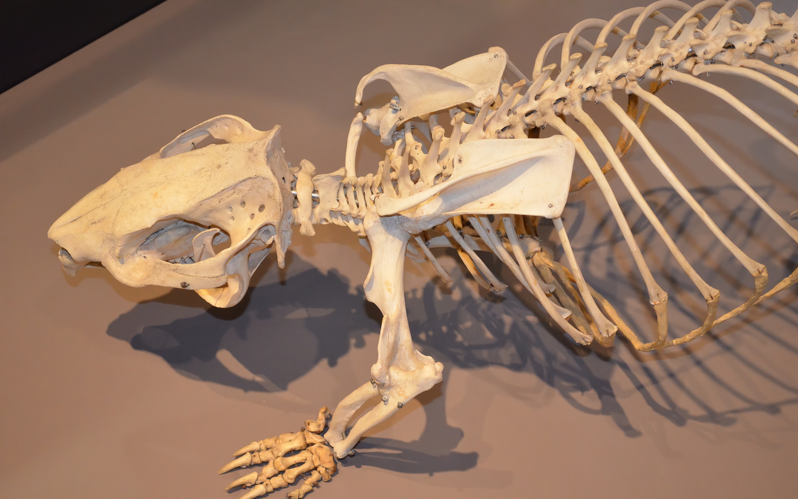 Bones Exhibit Museum Phascolonus Photography Skeleton Wombat 2560x1600