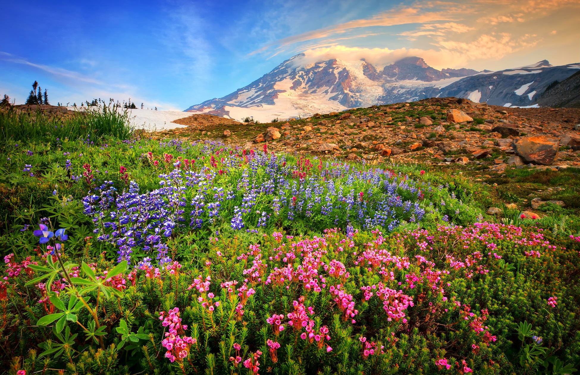 Earth Field Flower Mountain Pink Flower Spring Wildflower 1950x1262