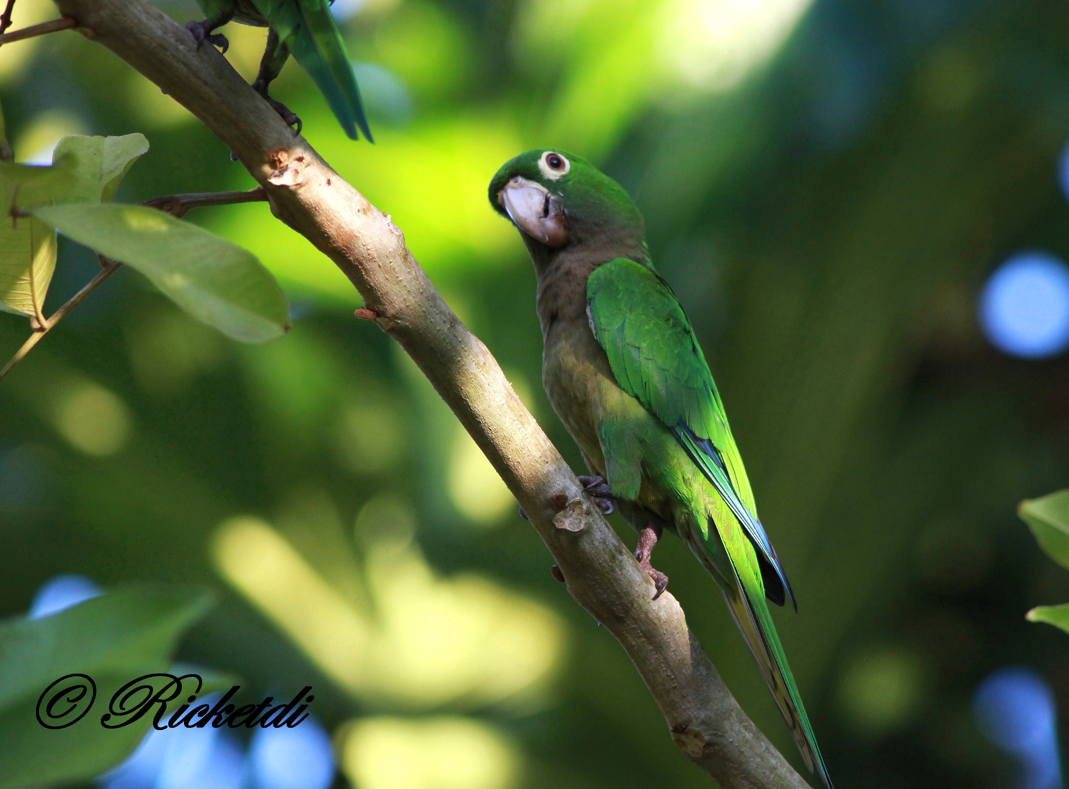 Olive Throated Parakeet Parakeet Parrot Bokeh 4226x3120